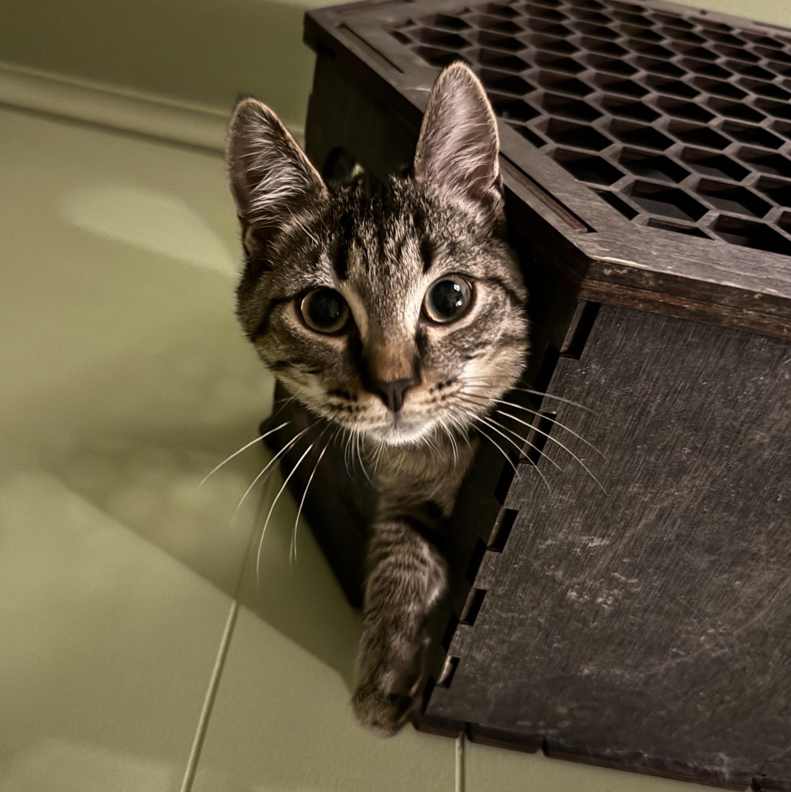 Enlarge Grady, a Adoptable Tabby in Mount Holly, NC image 1/5