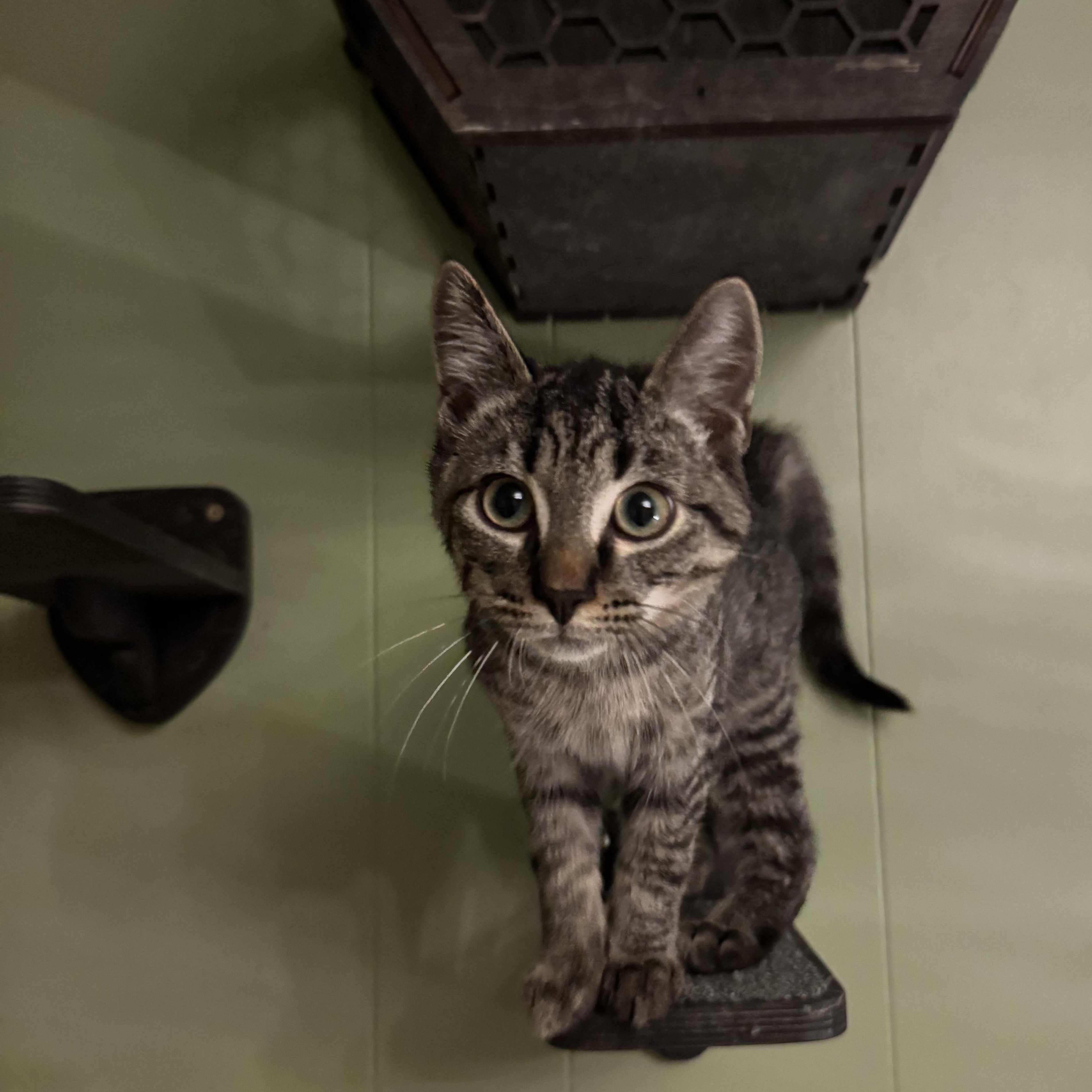 Enlarge Grady, a Adoptable Tabby in Mount Holly, NC image 4/5