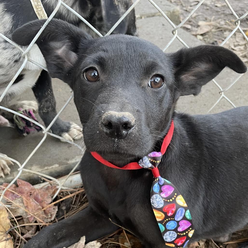 Clementine thumbnail 2