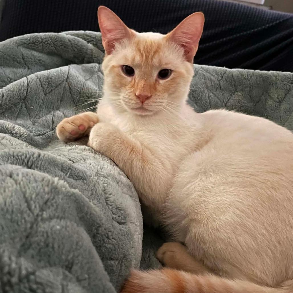 Enlarge Midas G, a Adoptable Domestic Short Hair in HERNANDO, MS image 1/1