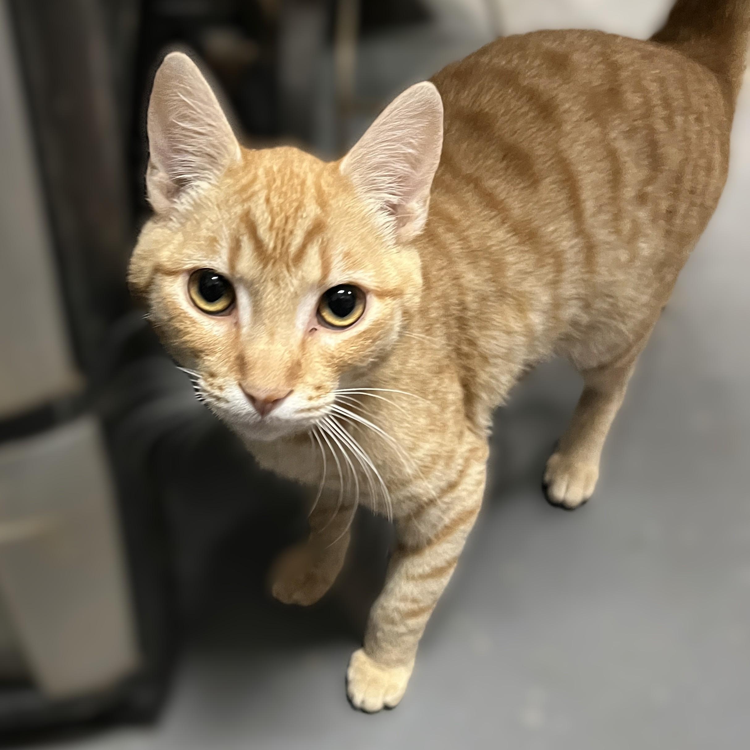 Enlarge Cassidy, a Adoptable Domestic Short Hair in Shingletown, CA image 1/3