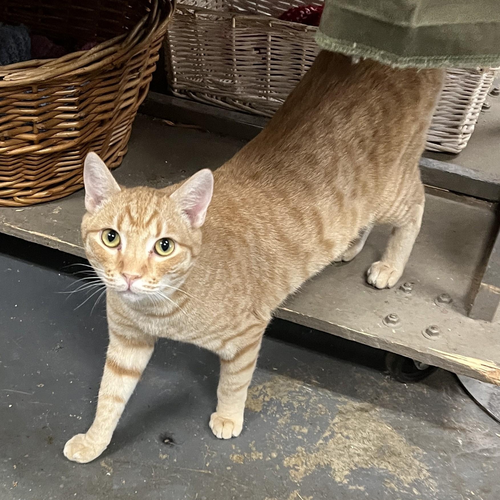 Cassidy, an adoptable Domestic Short Hair in Shingletown, CA image 4/5