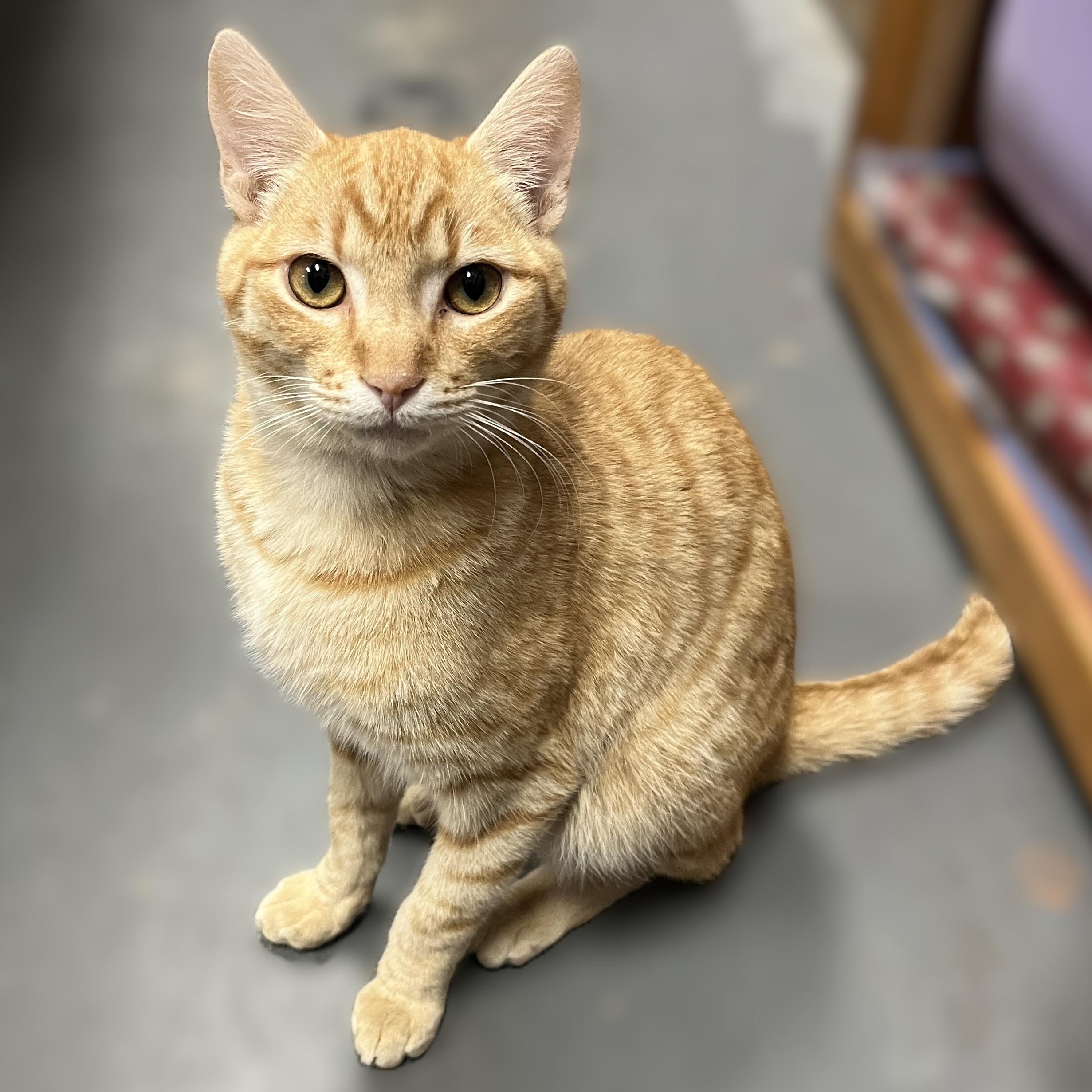 Enlarge Cassidy, a Adoptable Domestic Short Hair in Shingletown, CA image 2/3