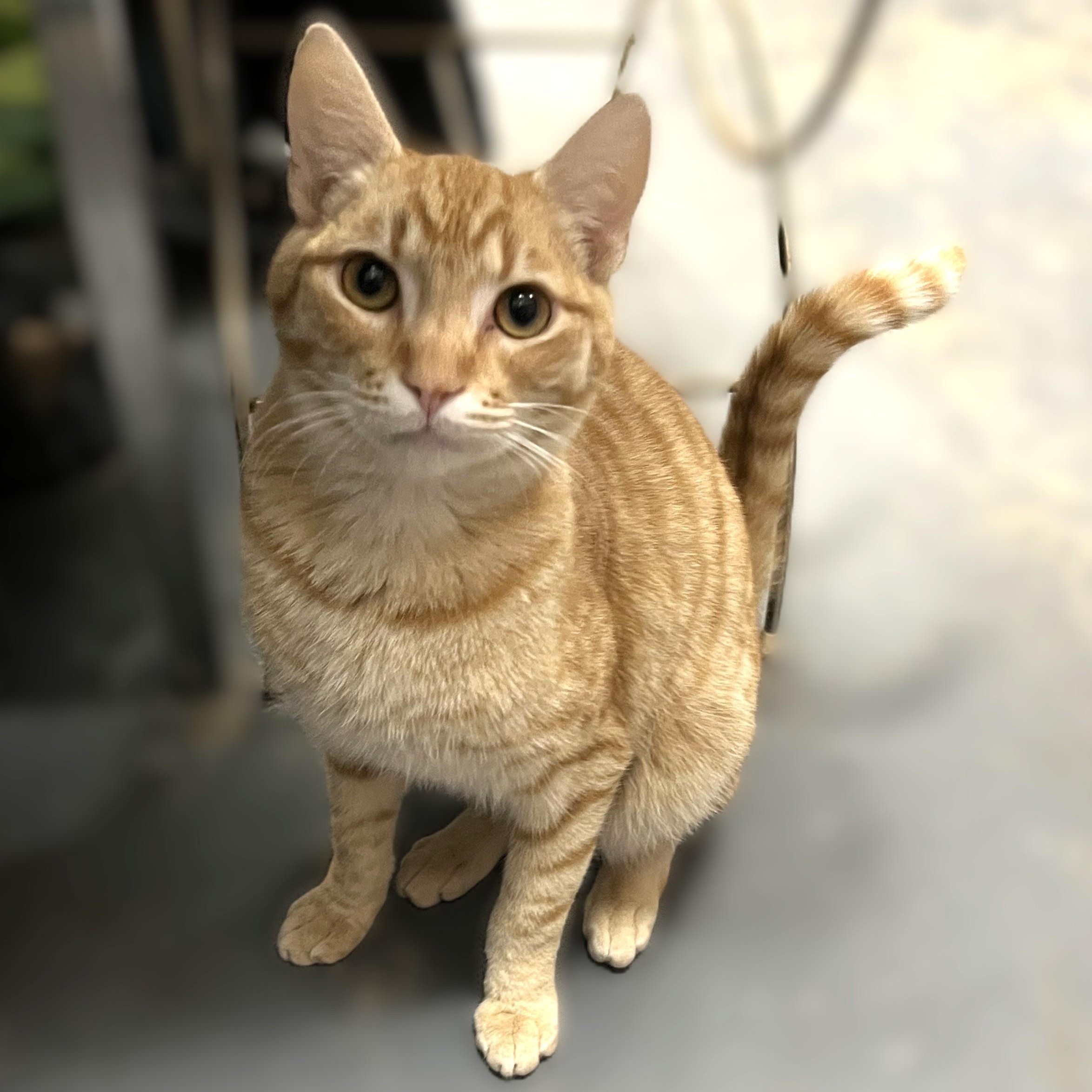 Enlarge Cassidy, a Adoptable Domestic Short Hair in Shingletown, CA image 3/3