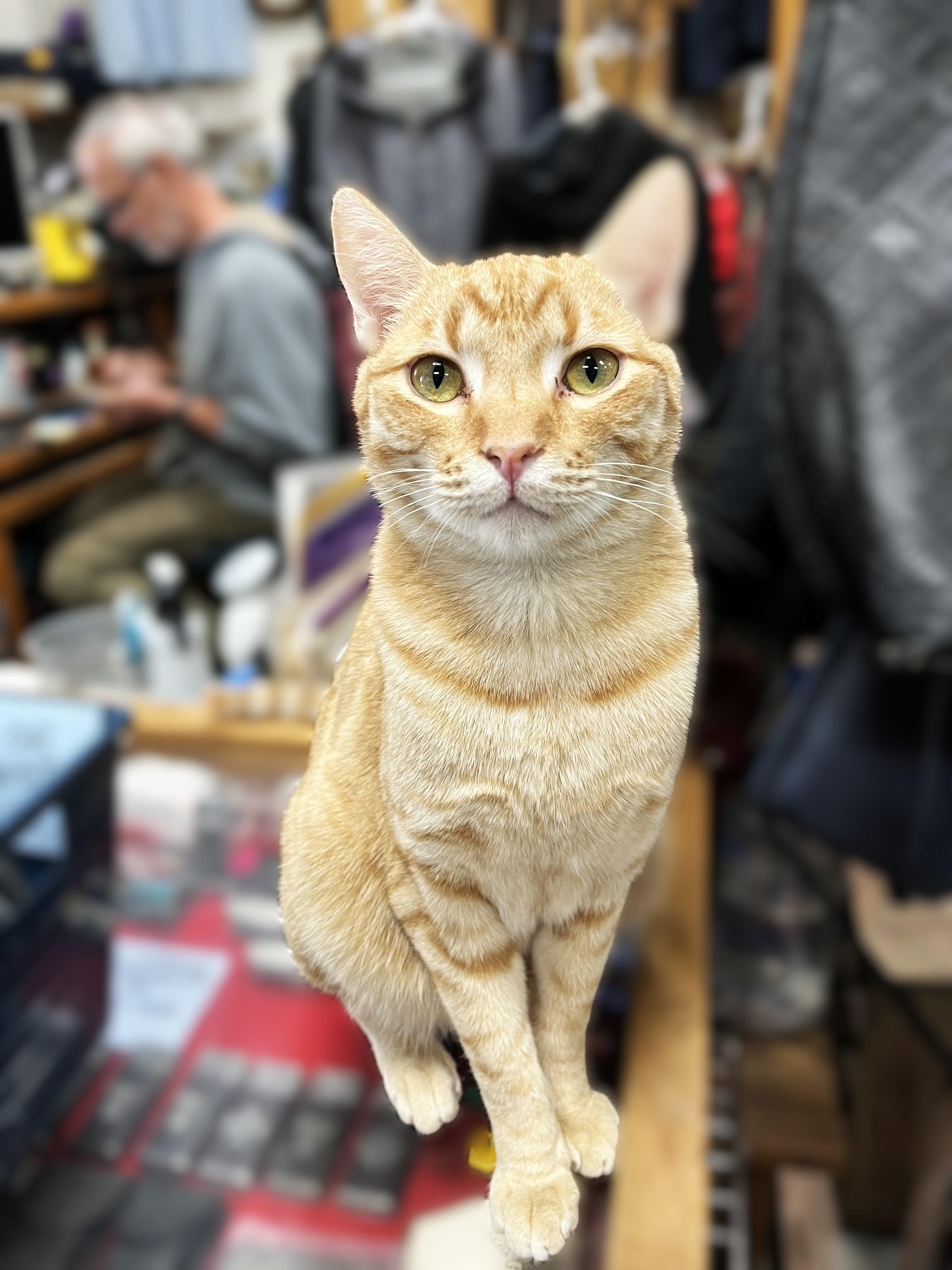 Cassidy, Adoptable, Young Male Domestic Short Hair.