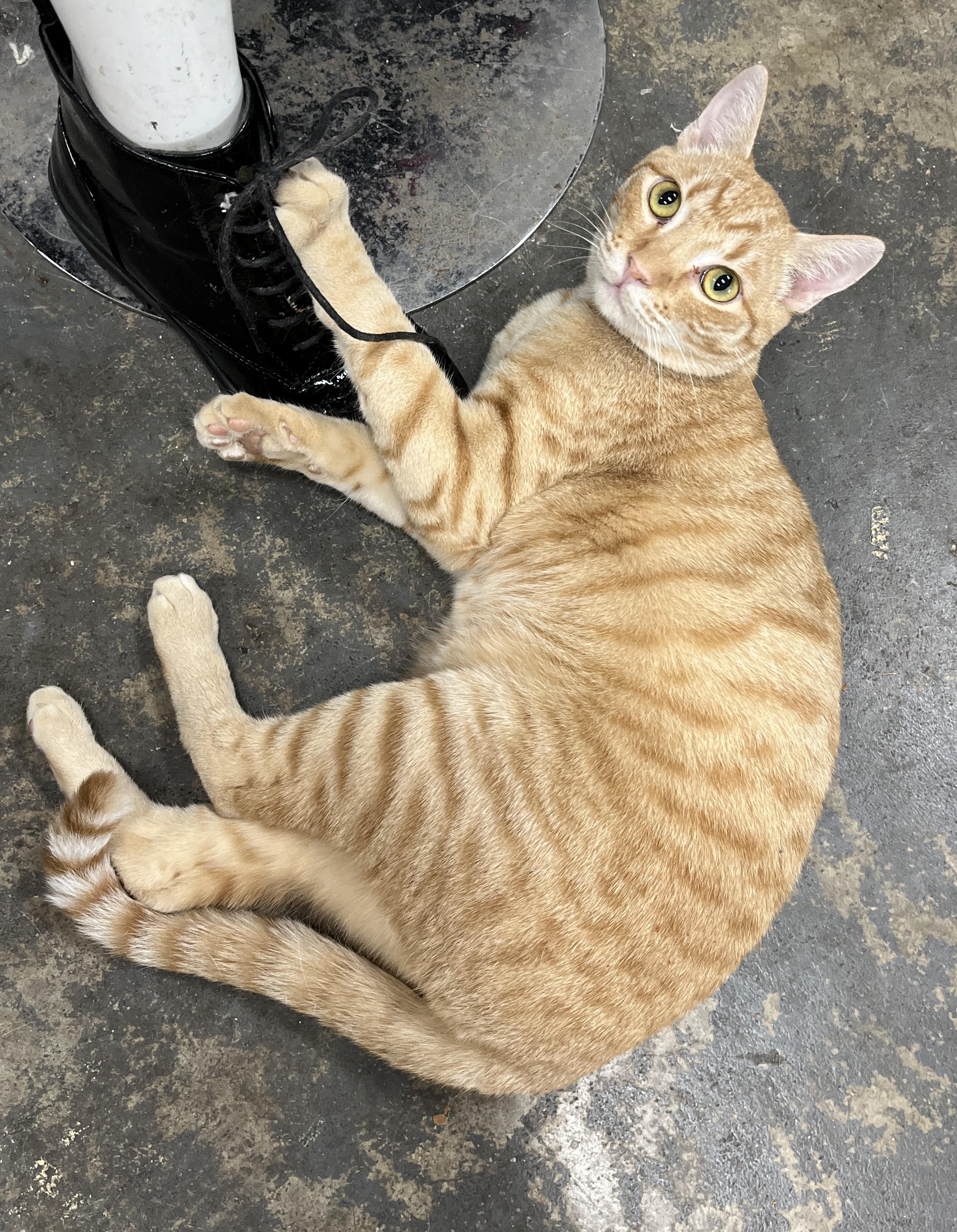 Cassidy, an adoptable Domestic Short Hair in Shingletown, CA image 5/5