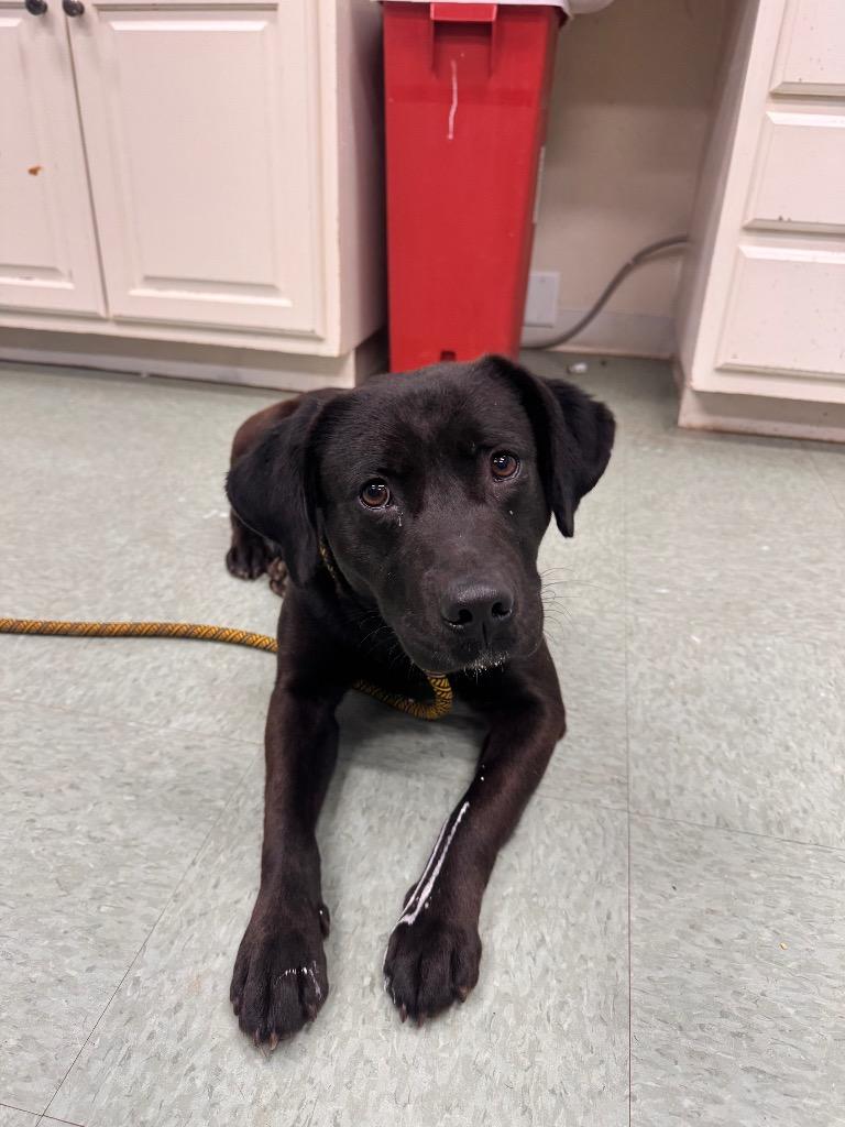 Enlarge Oden In foster, a Adoptable Mixed Breed in Danielsville, GA image 1/2