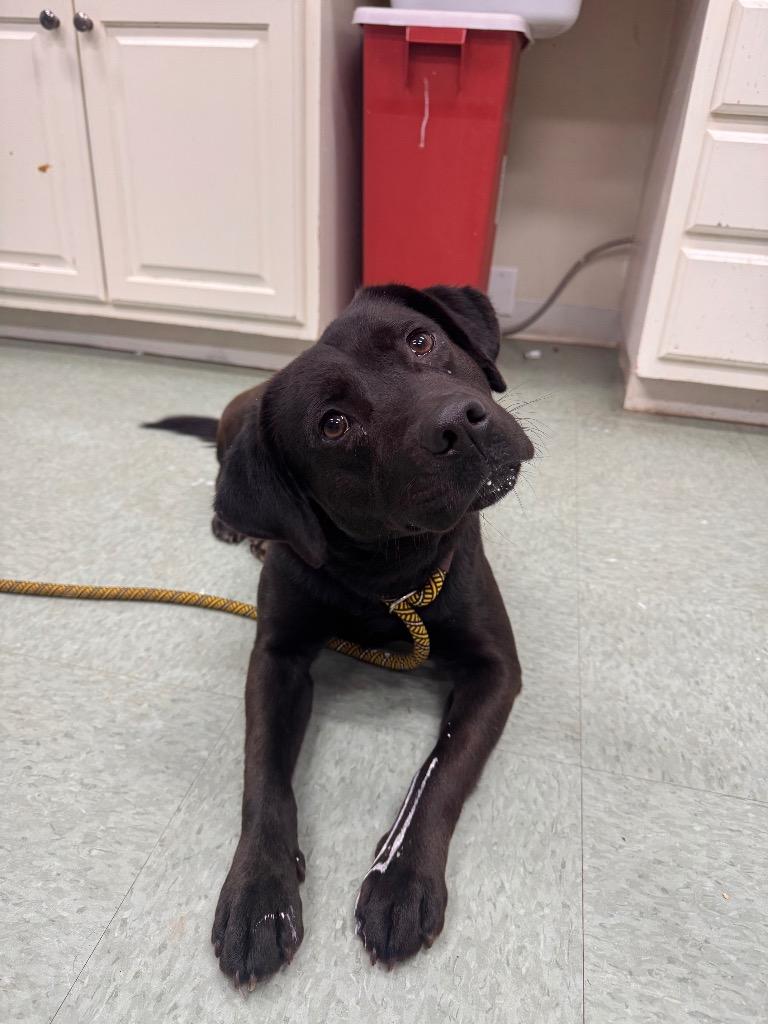 Enlarge Oden In foster, a Adoptable Mixed Breed in Danielsville, GA image 2/2