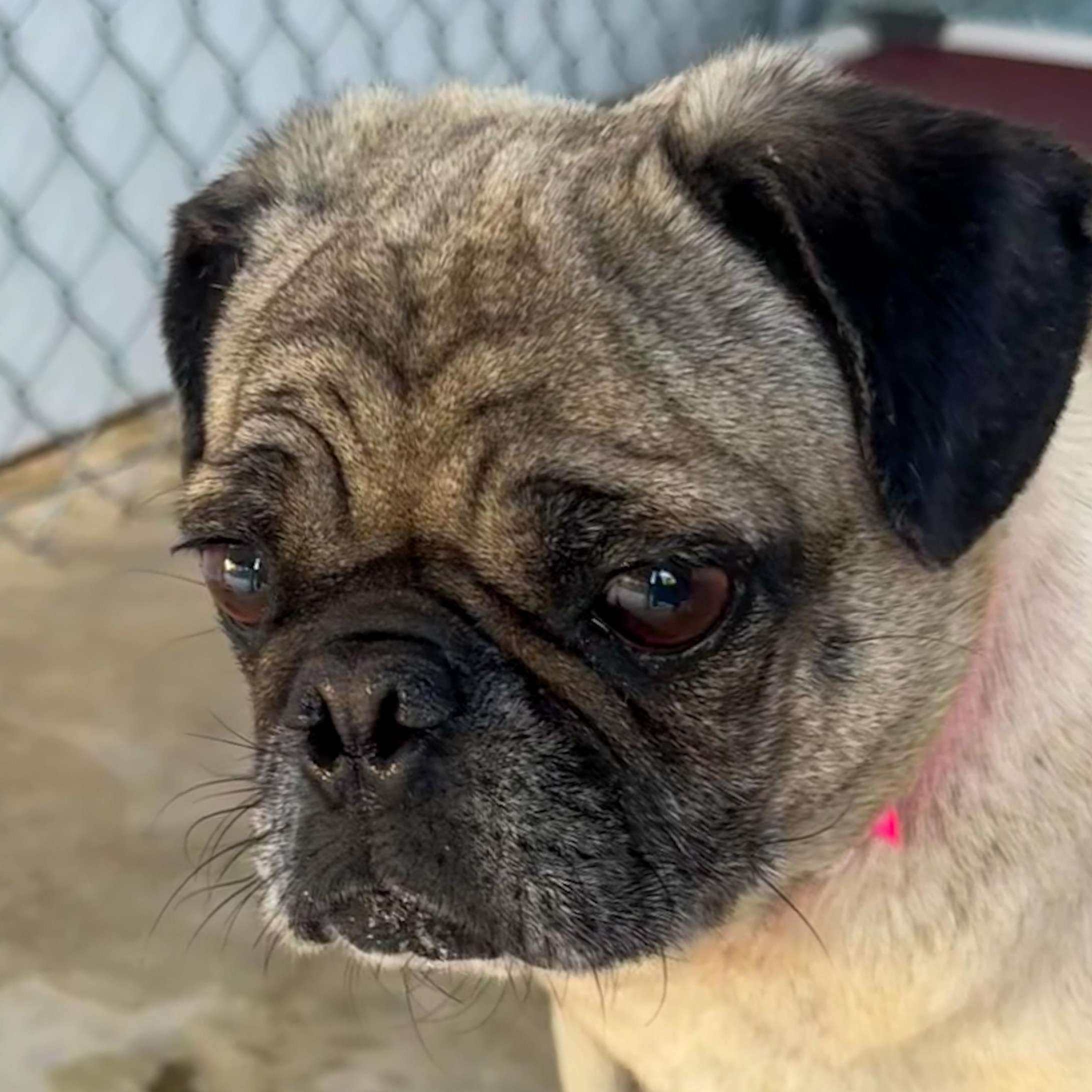 Enlarge PRECIOUS, a Adoptable Pug in Fresno, CA image 3/5