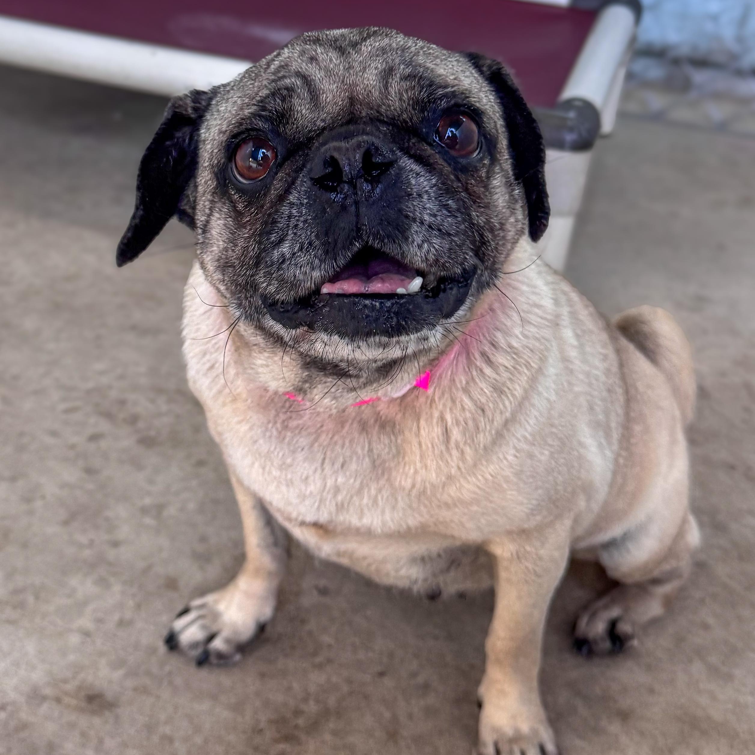 Enlarge PRECIOUS, a Adoptable Pug in Fresno, CA image 4/5