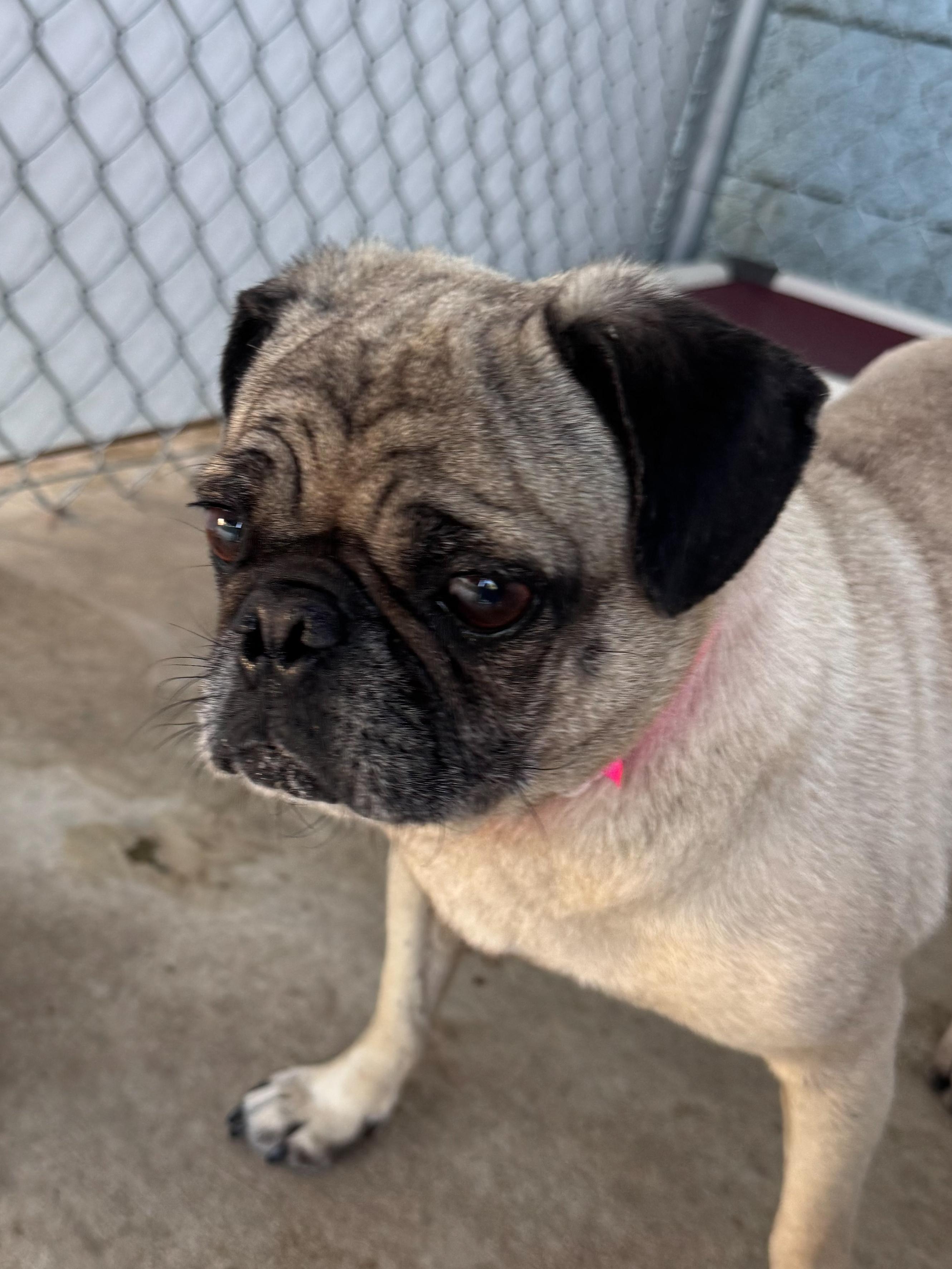 Enlarge PRECIOUS, a Adoptable Pug in Fresno, CA image 5/5
