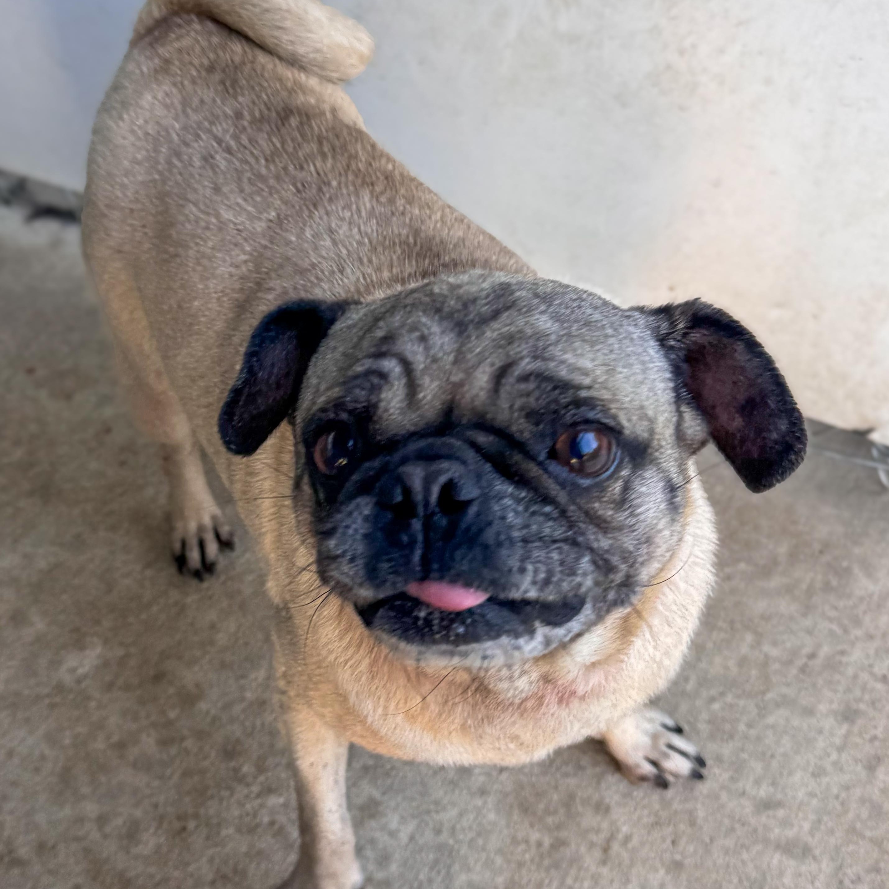 PRECIOUS, Adoptable, Senior Female Pug.
