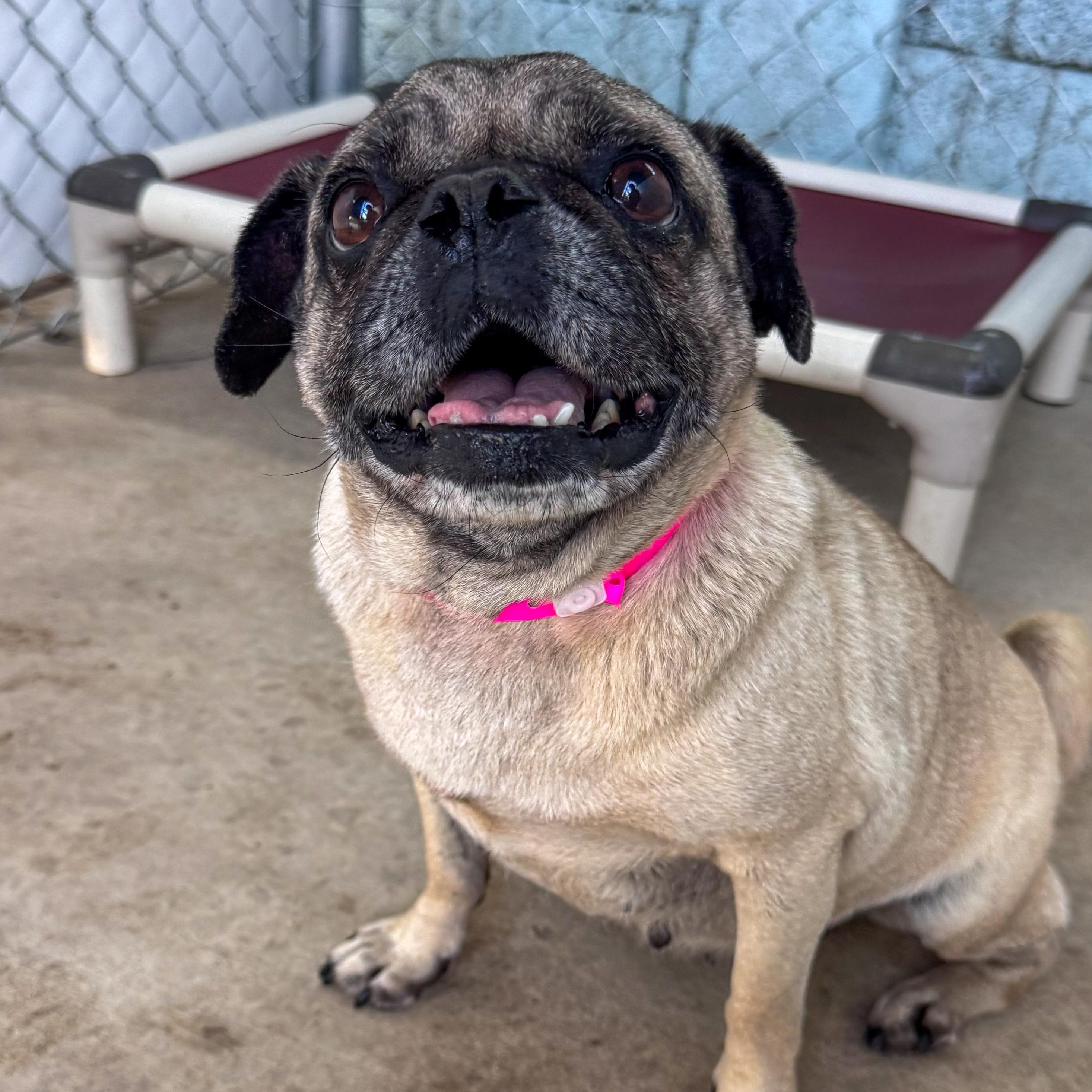 Enlarge PRECIOUS, a Adoptable Pug in Fresno, CA image 2/5