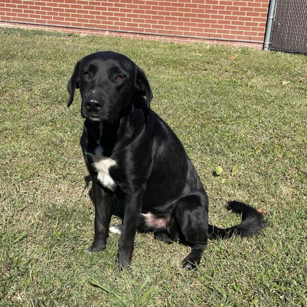 Lorenzo, Adoptable, Adult Male Labrador Retriever.