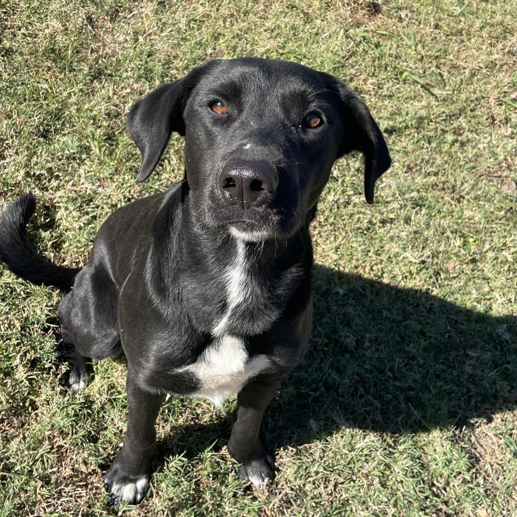 Enlarge Lorenzo, a Adoptable Labrador Retriever in Brenham, TX image 2/6