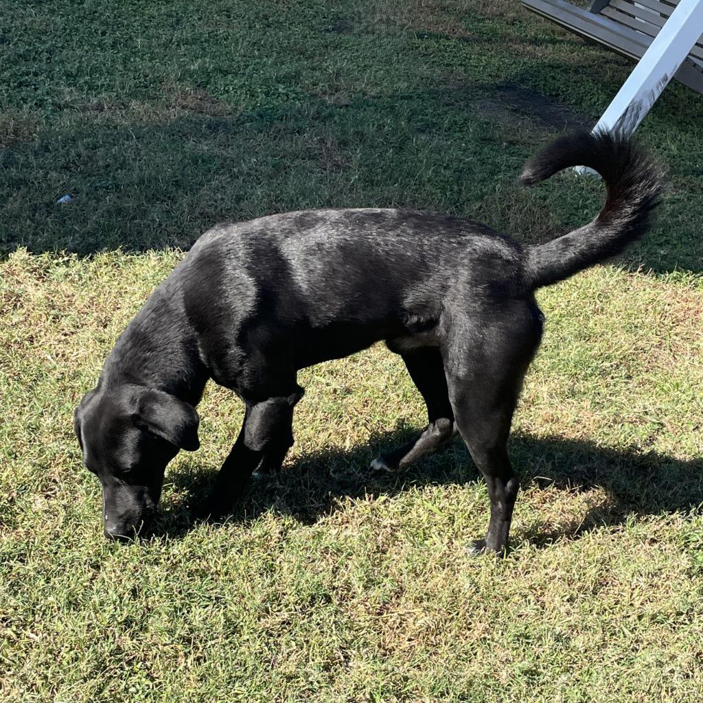 Enlarge Lorenzo, a Adoptable Labrador Retriever in Brenham, TX image 3/6