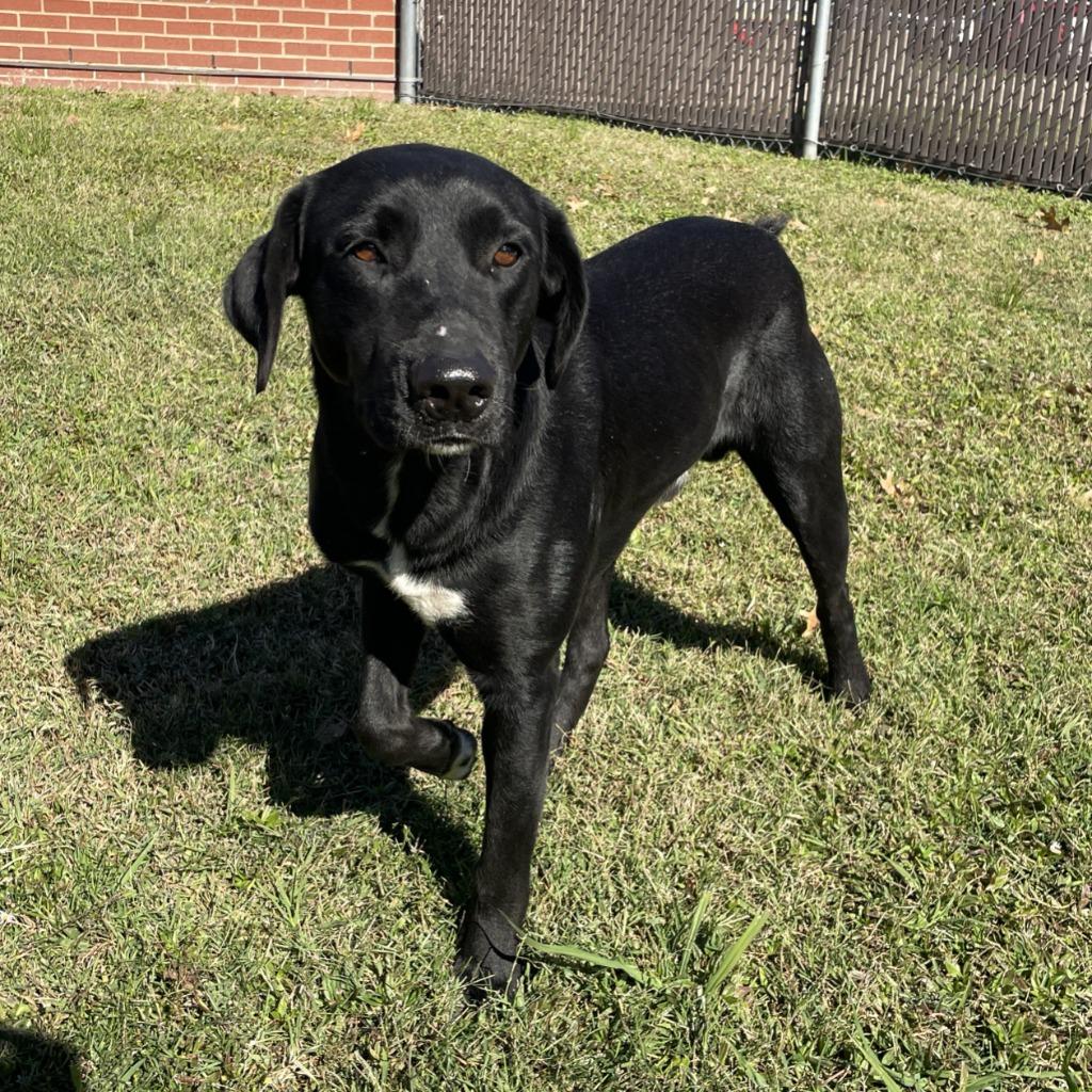 Enlarge Lorenzo, a Adoptable Labrador Retriever in Brenham, TX image 4/6