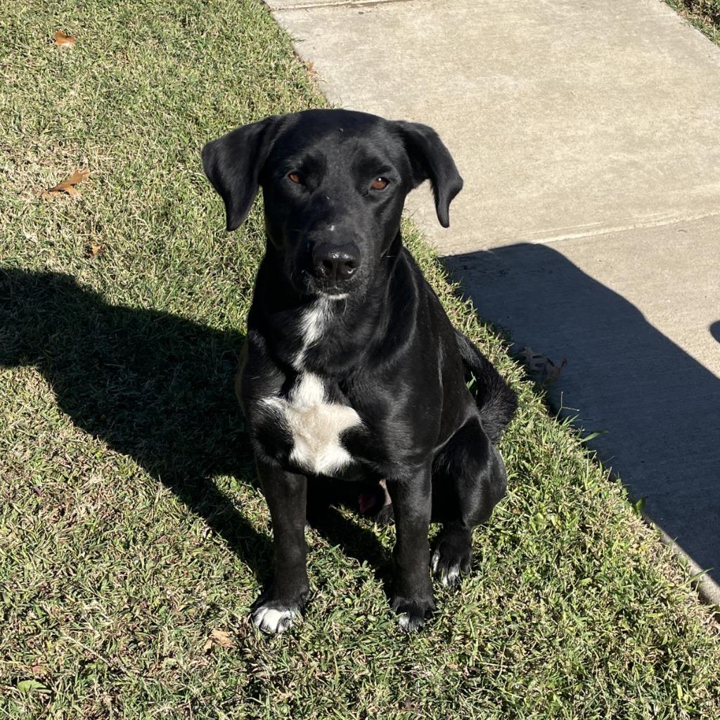 Enlarge Lorenzo, a Adoptable Labrador Retriever in Brenham, TX image 5/6