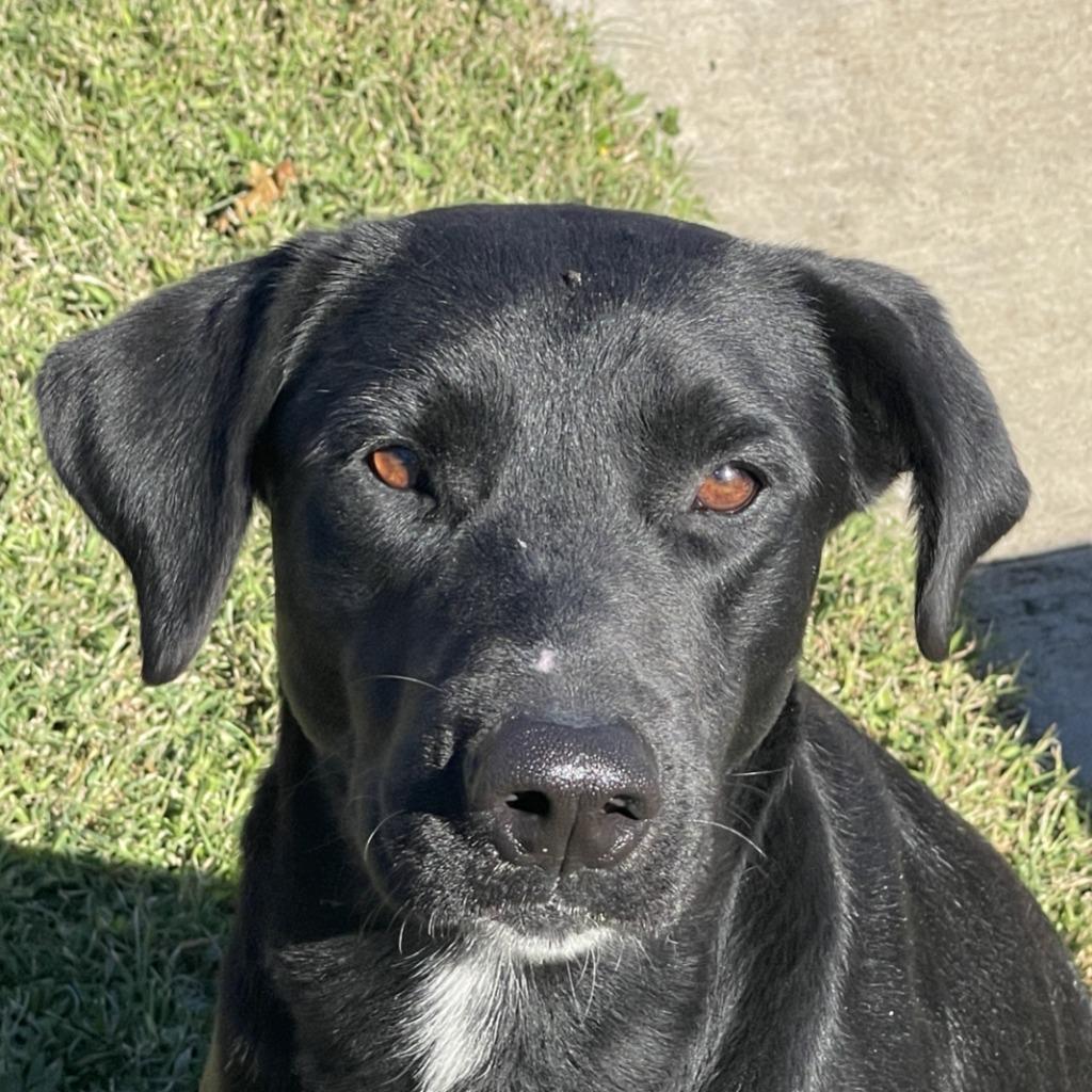 Enlarge Lorenzo, a Adoptable Labrador Retriever in Brenham, TX image 6/6