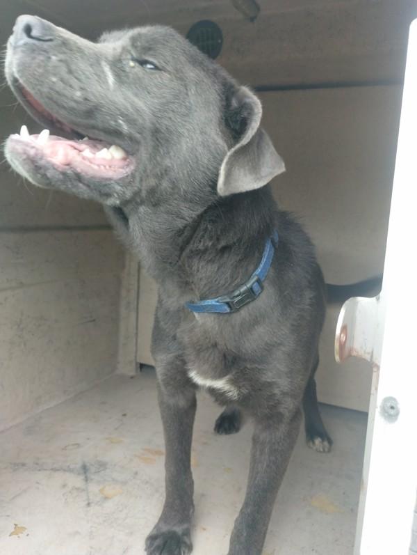 Z-Ro, a Adoptable mixed breed in Lafayette, LA image 1/2