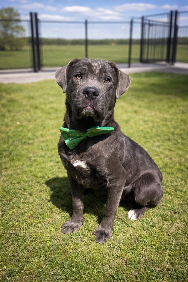 Z-Ro, a Adoptable mixed breed in Lafayette, LA image 2/2