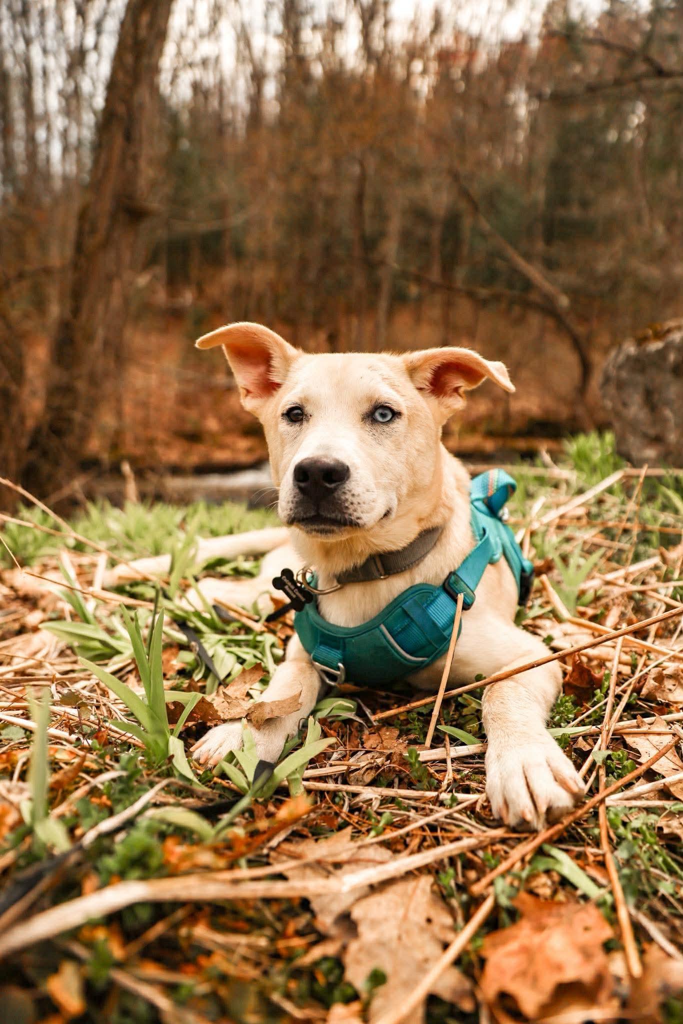 Enlarge Scout, an adoption pending mixed breed in Athens, NY image 6/6