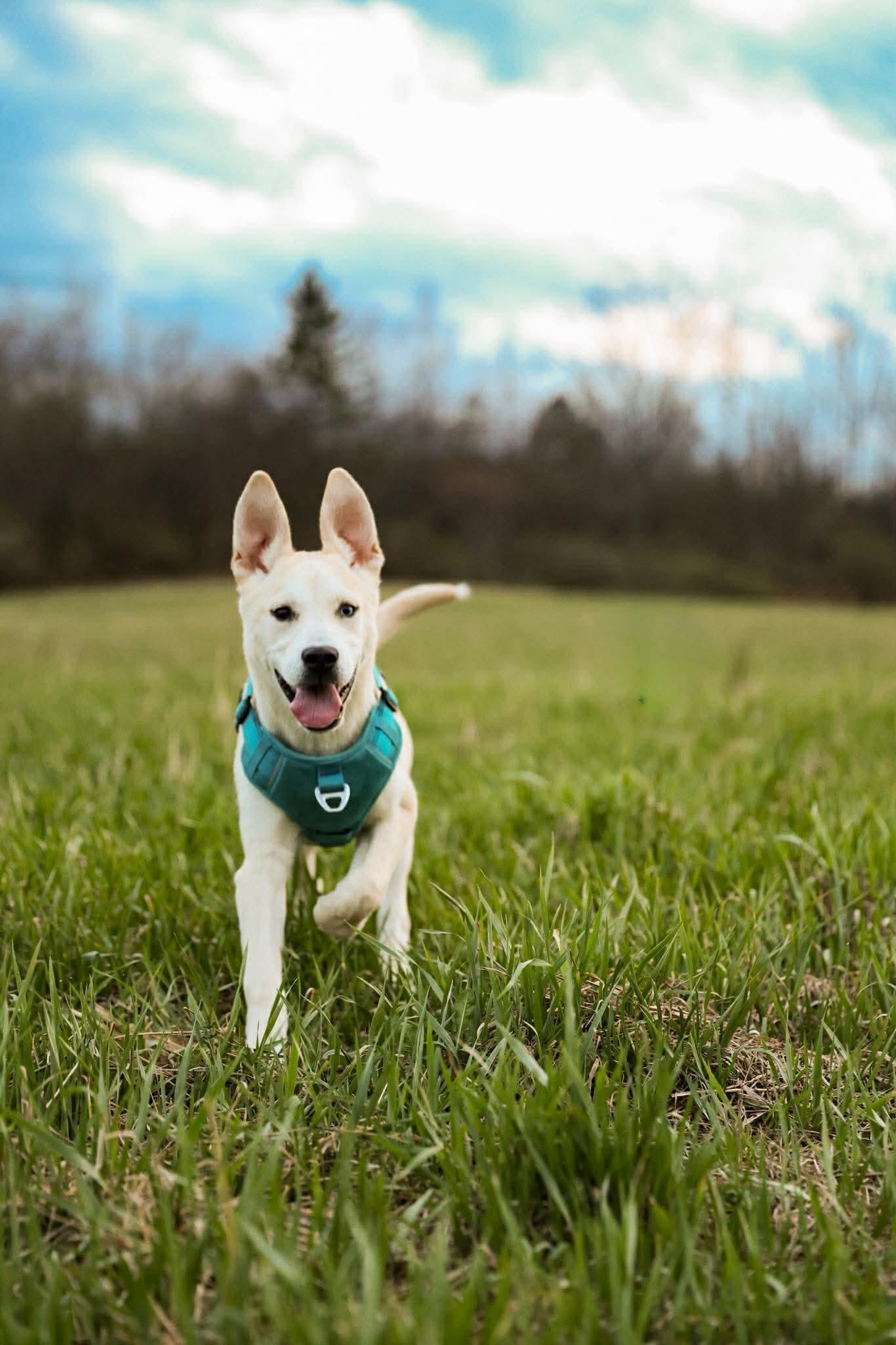 Enlarge Scout, an adoption pending mixed breed in Athens, NY image 4/6