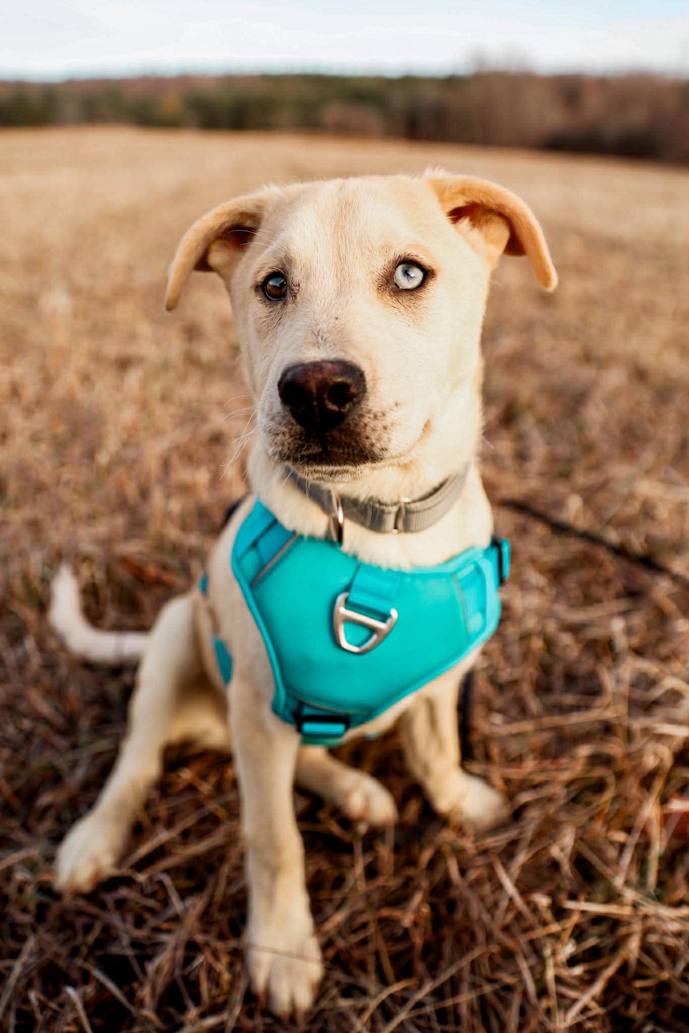 Enlarge Scout, a Adoptable mixed breed in Athens, NY image 2/3