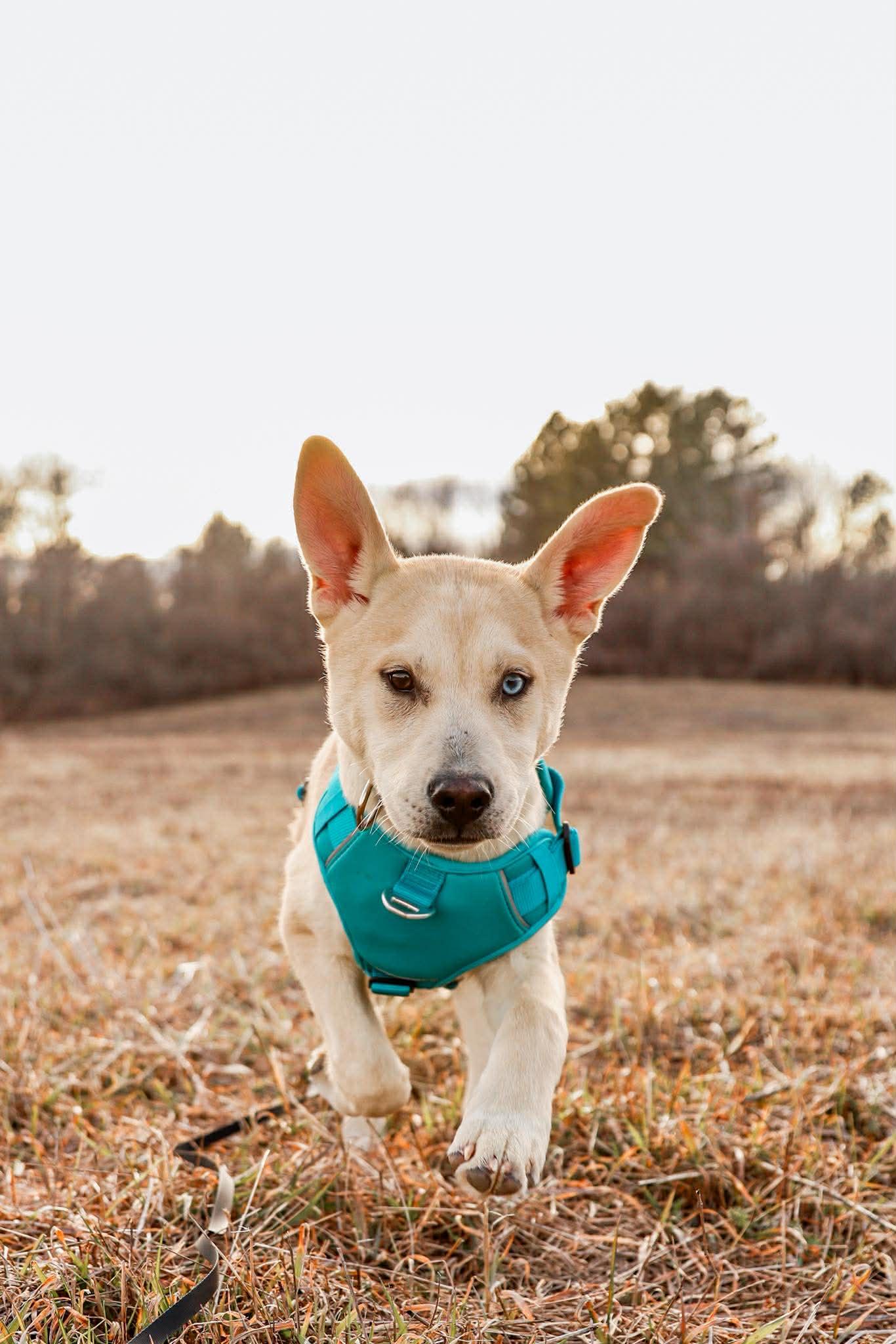 Enlarge Scout, a Adoptable mixed breed in Athens, NY image 3/3