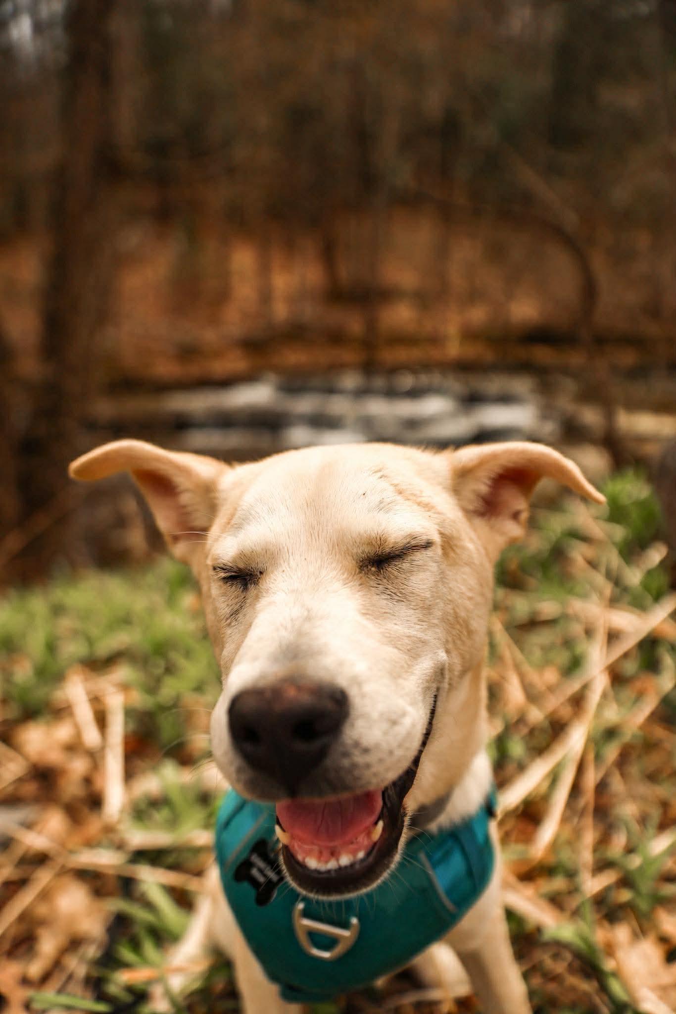 Enlarge Scout, an adoption pending mixed breed in Athens, NY image 5/6