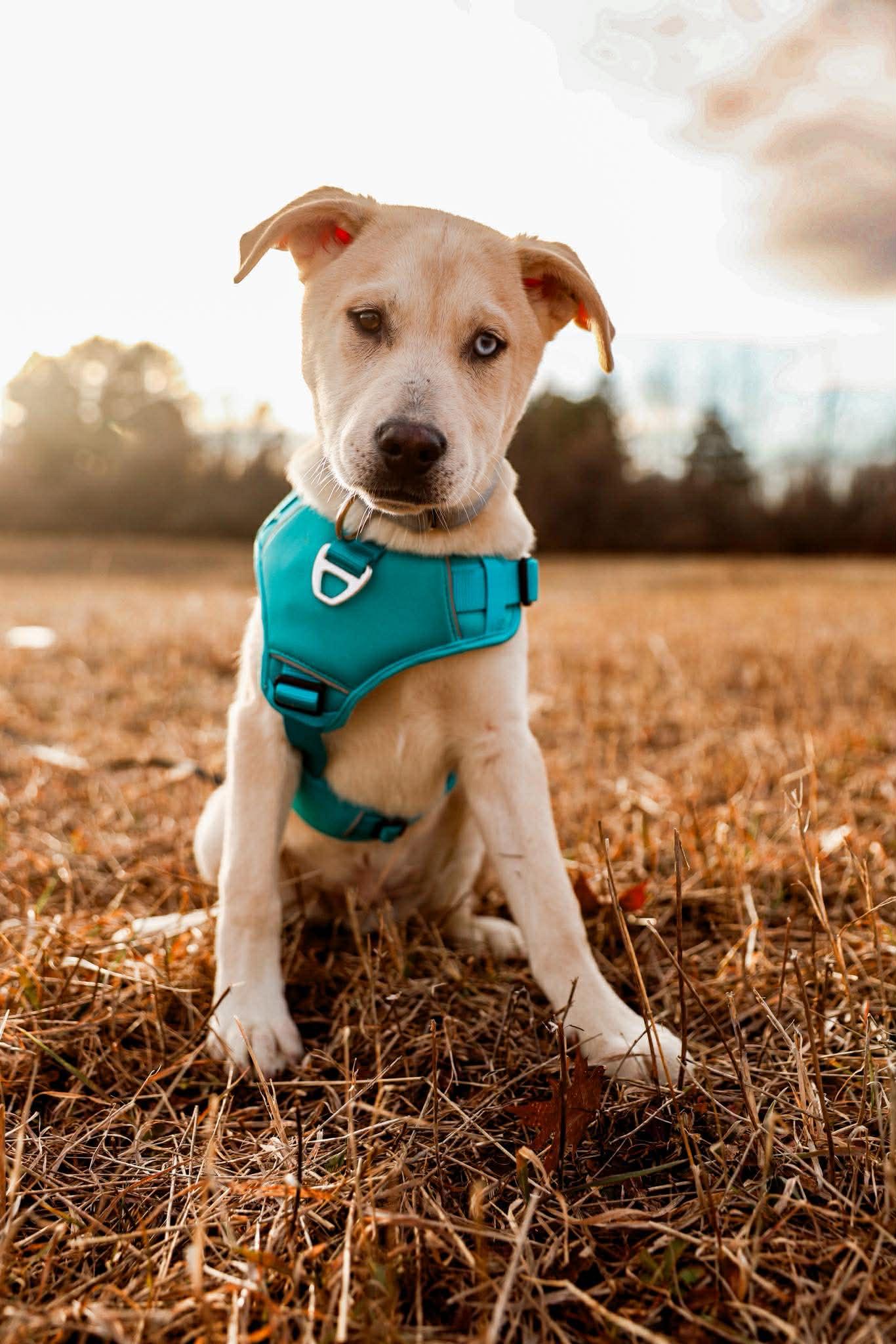 Enlarge Scout, a Adoptable mixed breed in Athens, NY image 1/3