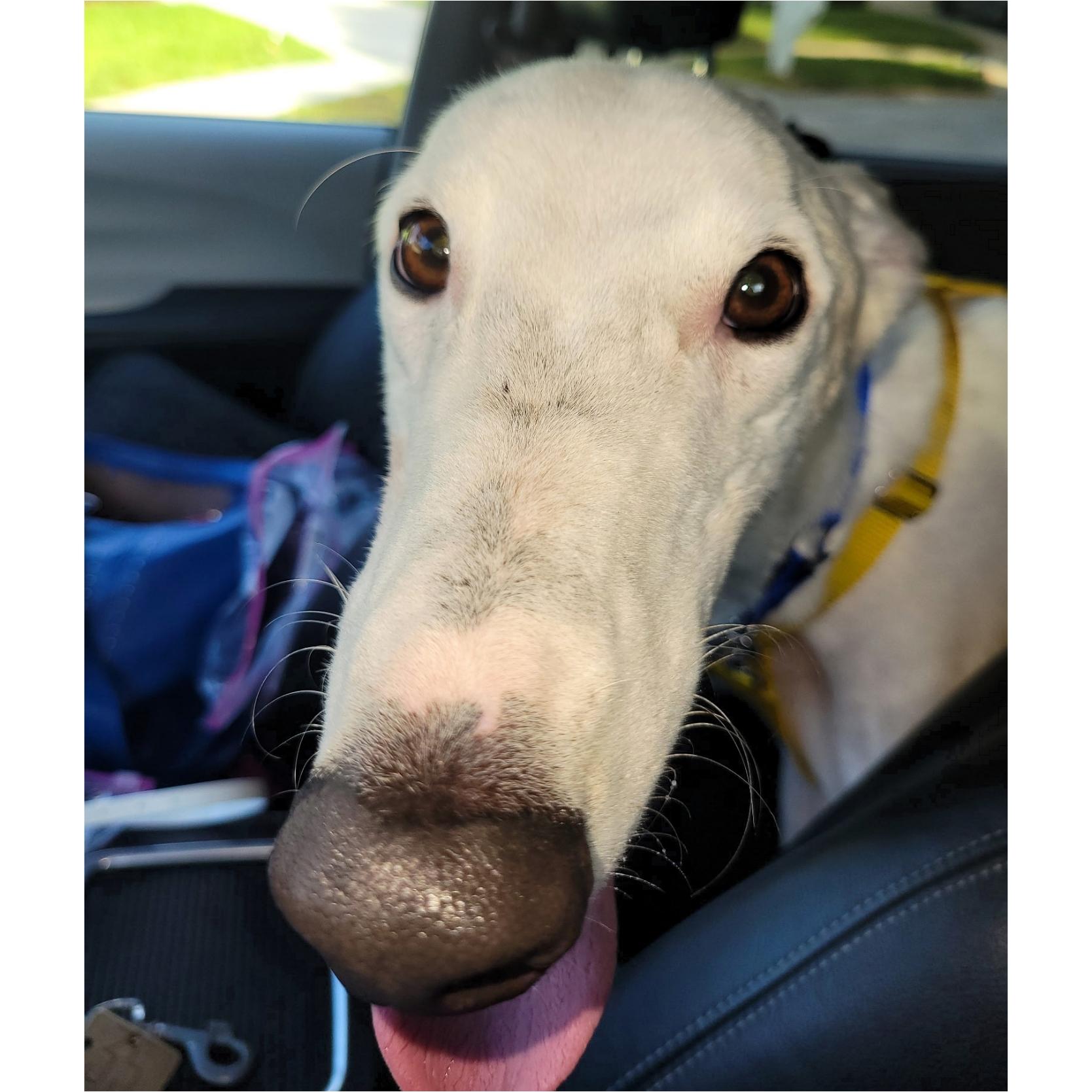 Everest, a Adopted Greyhound in Tarpon Springs, FL image 1/6
