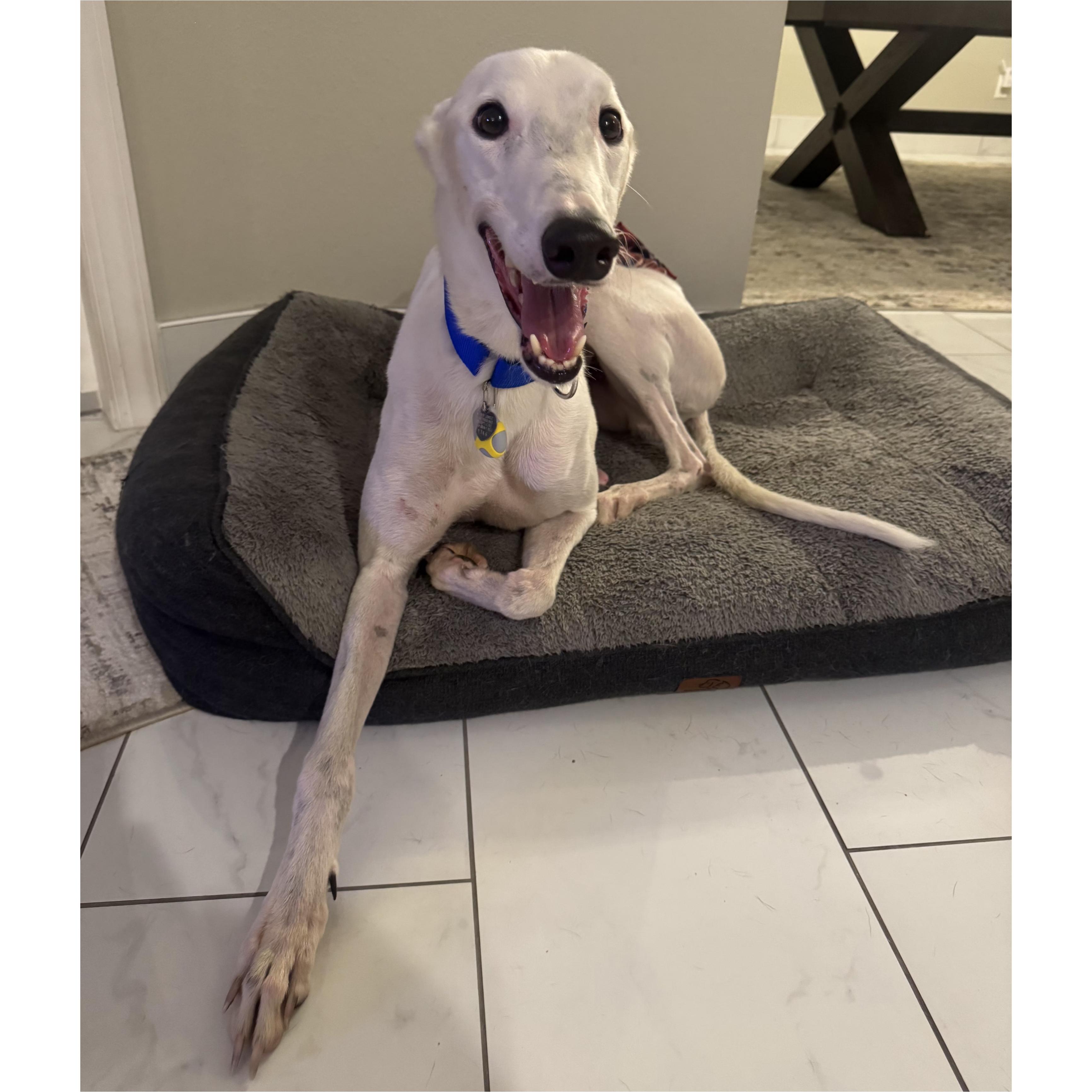 Everest, a Adopted Greyhound in Tarpon Springs, FL image 2/6