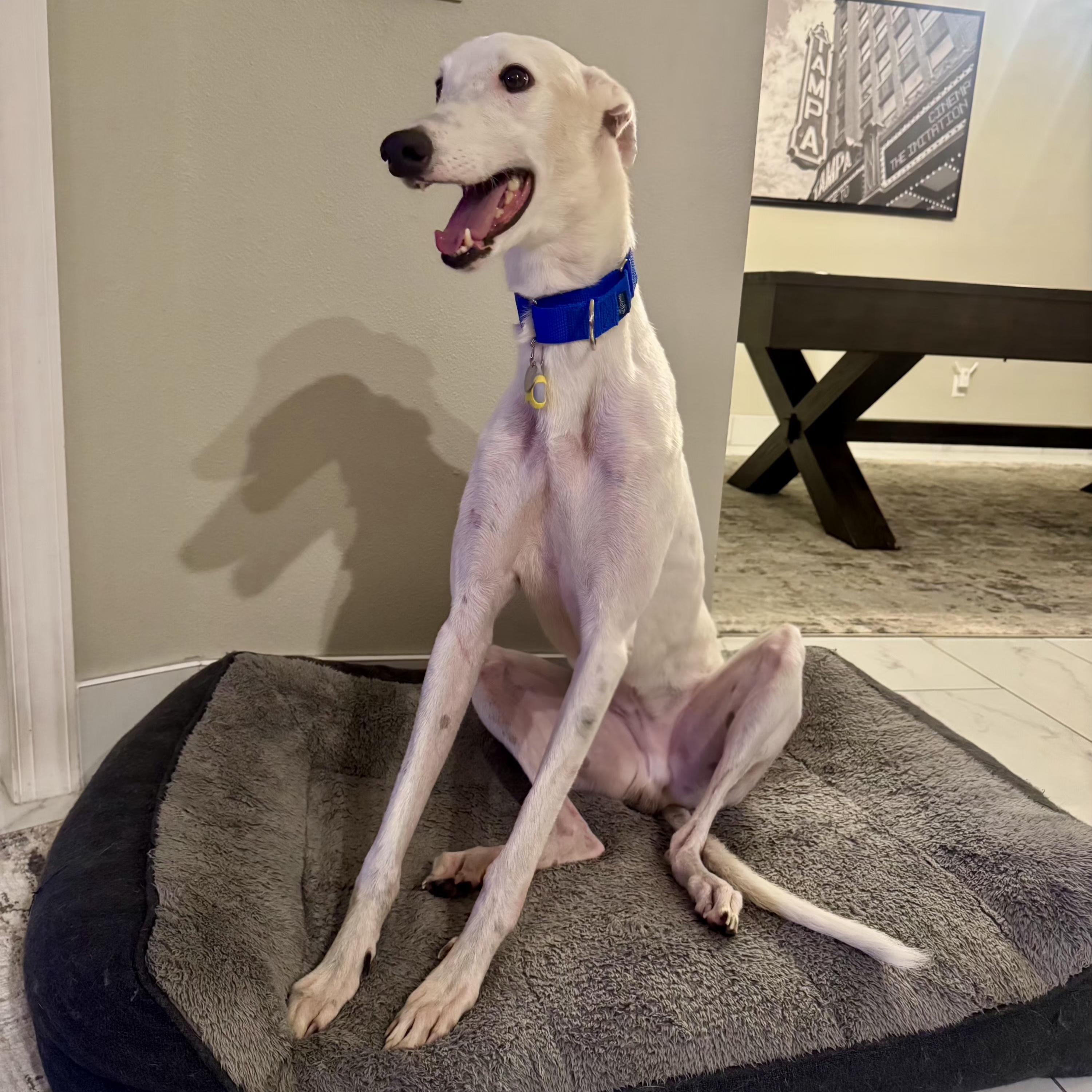 Everest, a Adopted Greyhound in Tarpon Springs, FL image 3/6