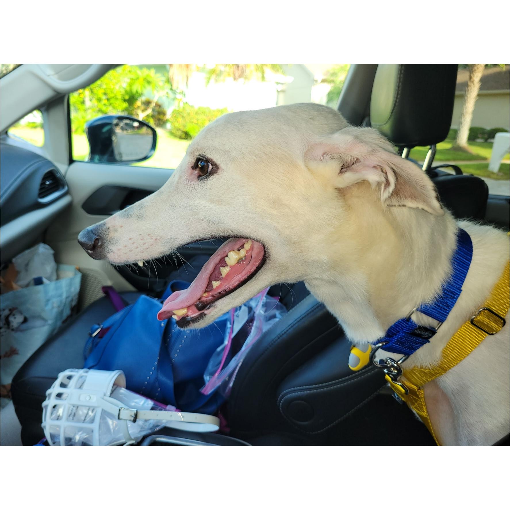 Everest, a Adopted Greyhound in Tarpon Springs, FL image 4/6