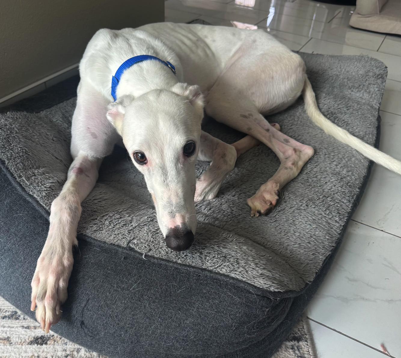 Everest, a Adopted Greyhound in Tarpon Springs, FL image 5/6