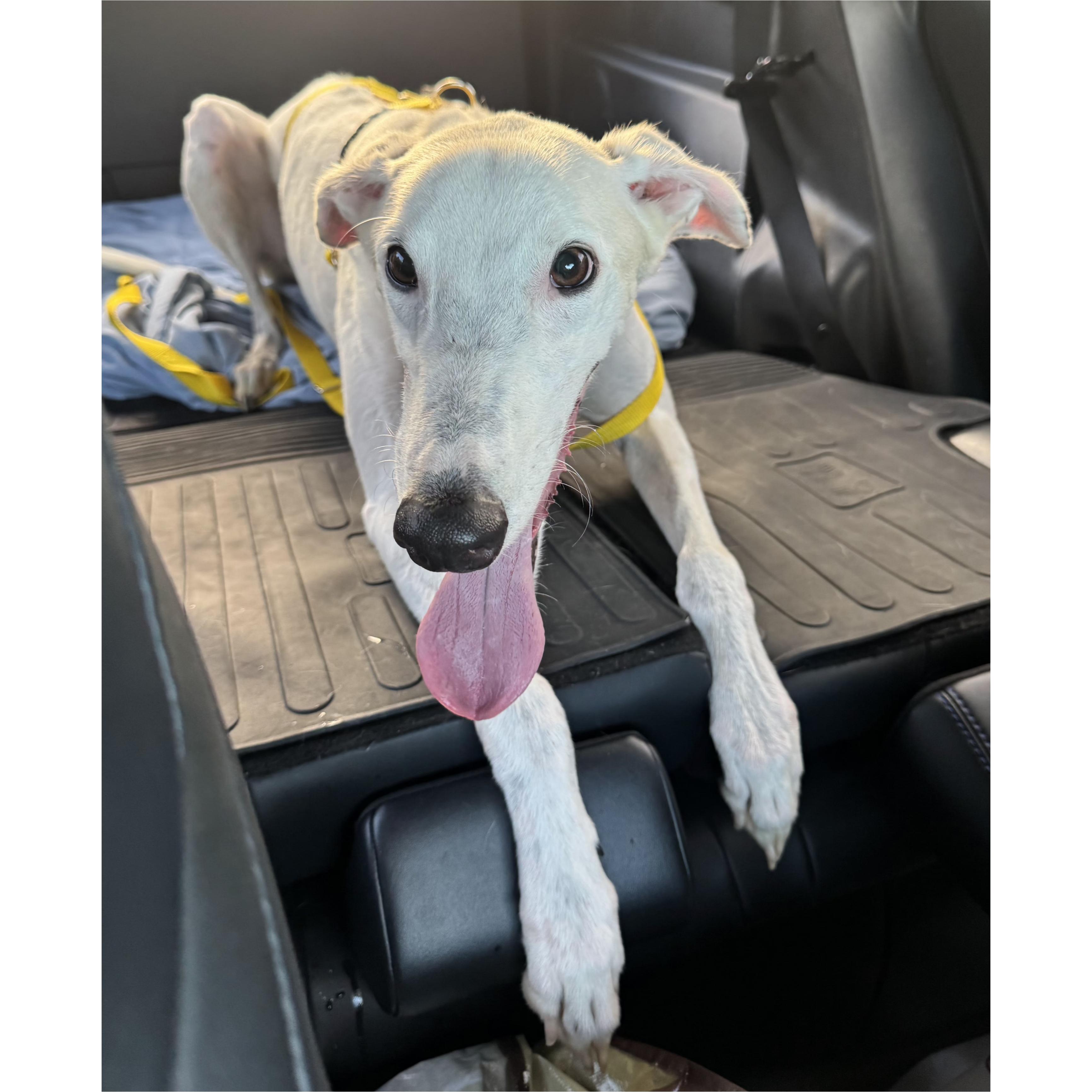 Everest, a Adopted Greyhound in Tarpon Springs, FL image 6/6