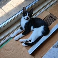 Michelah, Adopted, Kitten Female Domestic Short Hair.