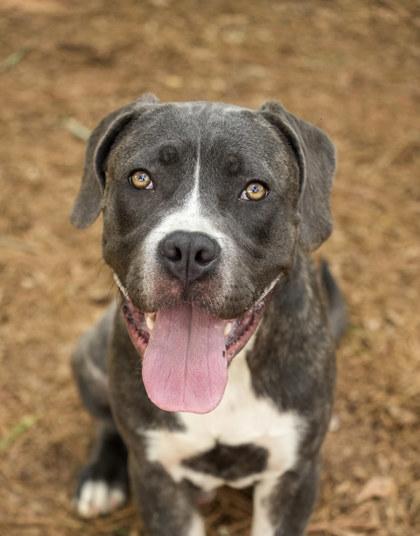 Fabio 64013, Adoptable, Adult Male Mixed Breed & Mixed Breed.
