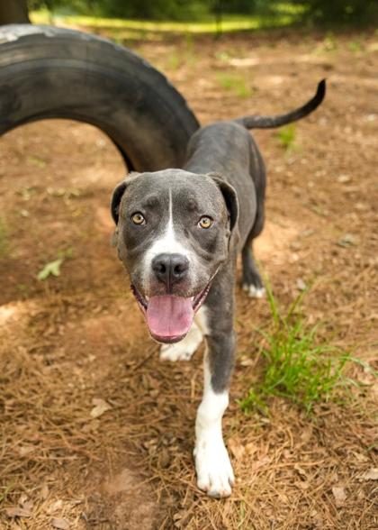 Fabio 64013, a Adoptable mixed breed in Aiken, SC image 2/3