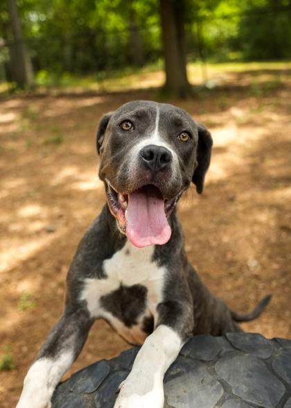 Fabio 64013, a Adoptable mixed breed in Aiken, SC image 3/3