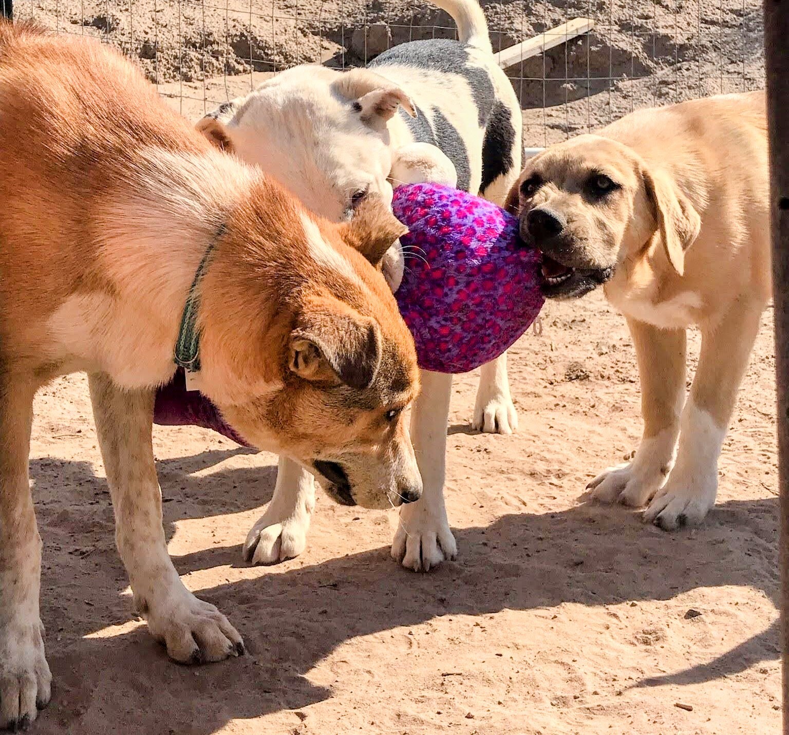 AIDEN, a Adoptable mixed breed in Pena Blanca, NM image 1/11