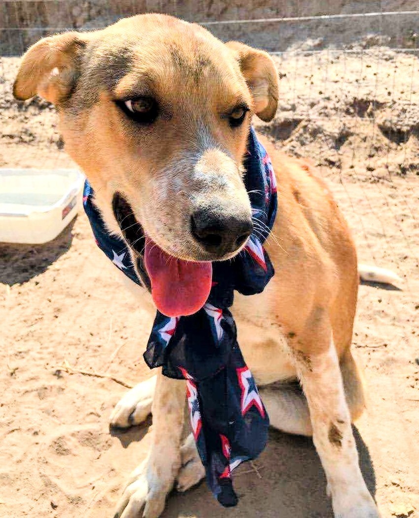 AIDEN, a Adoptable mixed breed in Pena Blanca, NM image 2/11