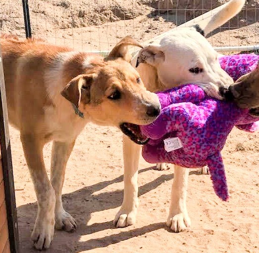 AIDEN, a Adoptable mixed breed in Pena Blanca, NM image 3/11