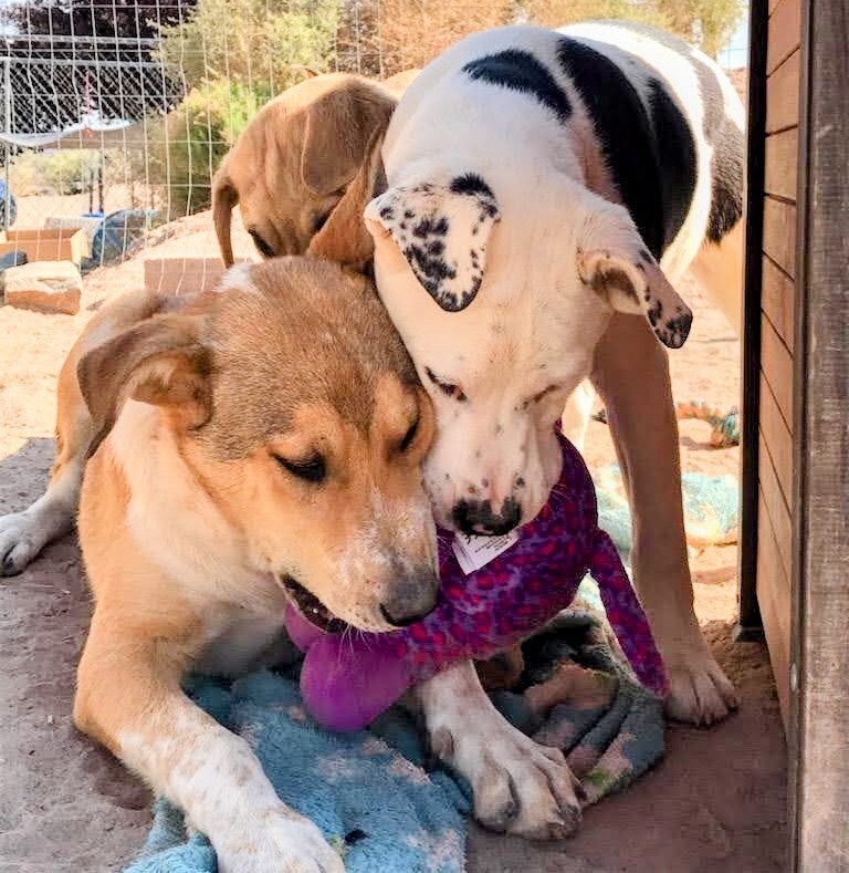 AIDEN, a Adoptable mixed breed in Pena Blanca, NM image 4/11