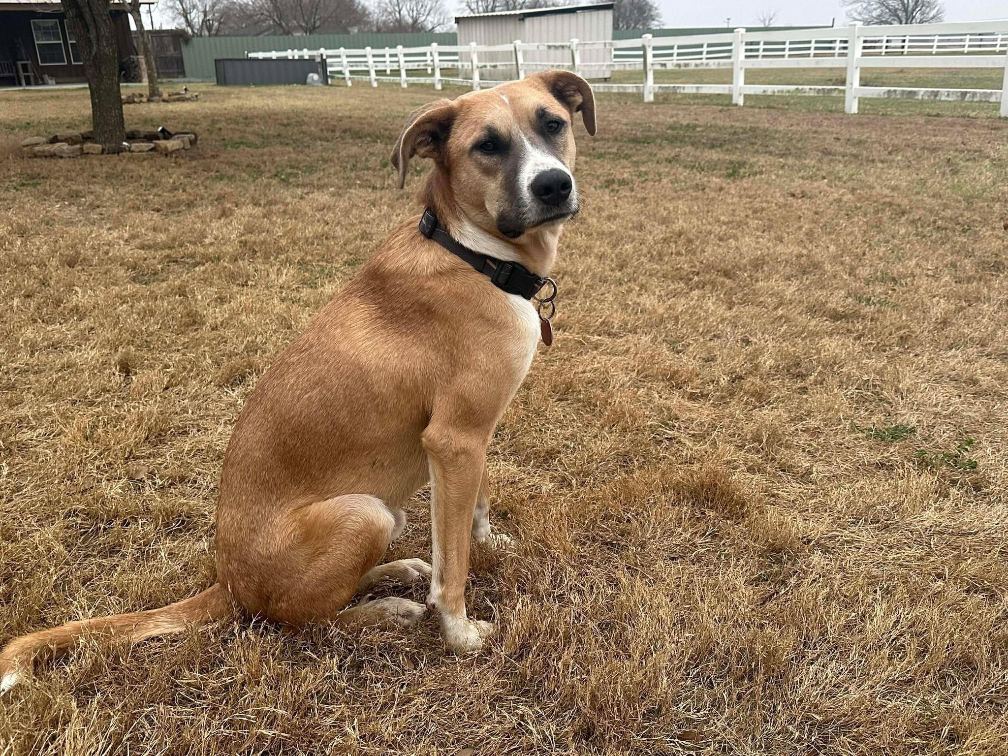 Flip, adopted, Young Male Black Mouth Cur & Carolina Dog.