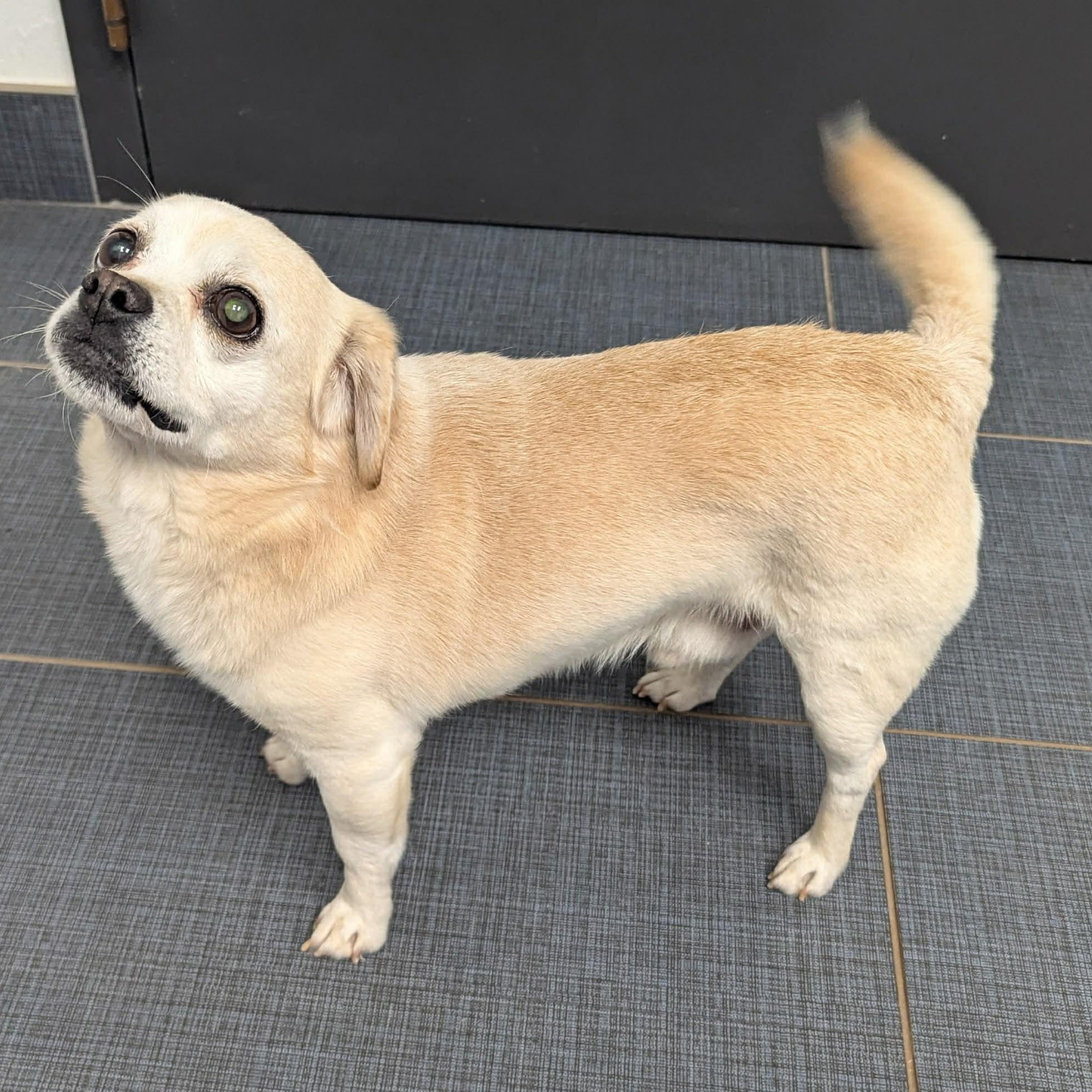 Tanner, an adopted mixed breed in Pelham, NH image 2/6