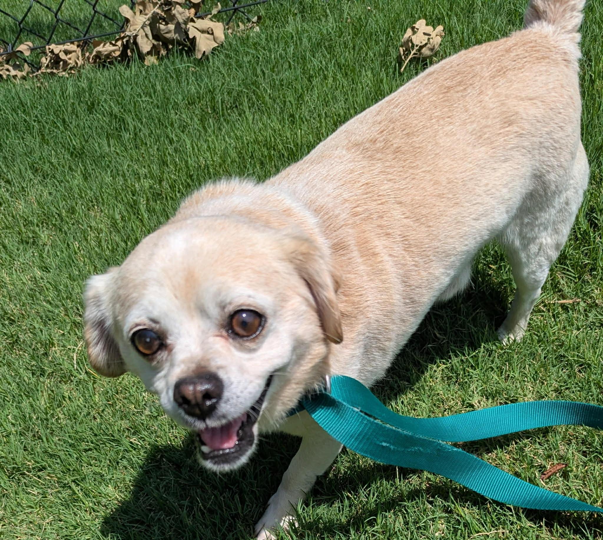 Tanner, an adopted mixed breed in Pelham, NH image 6/6