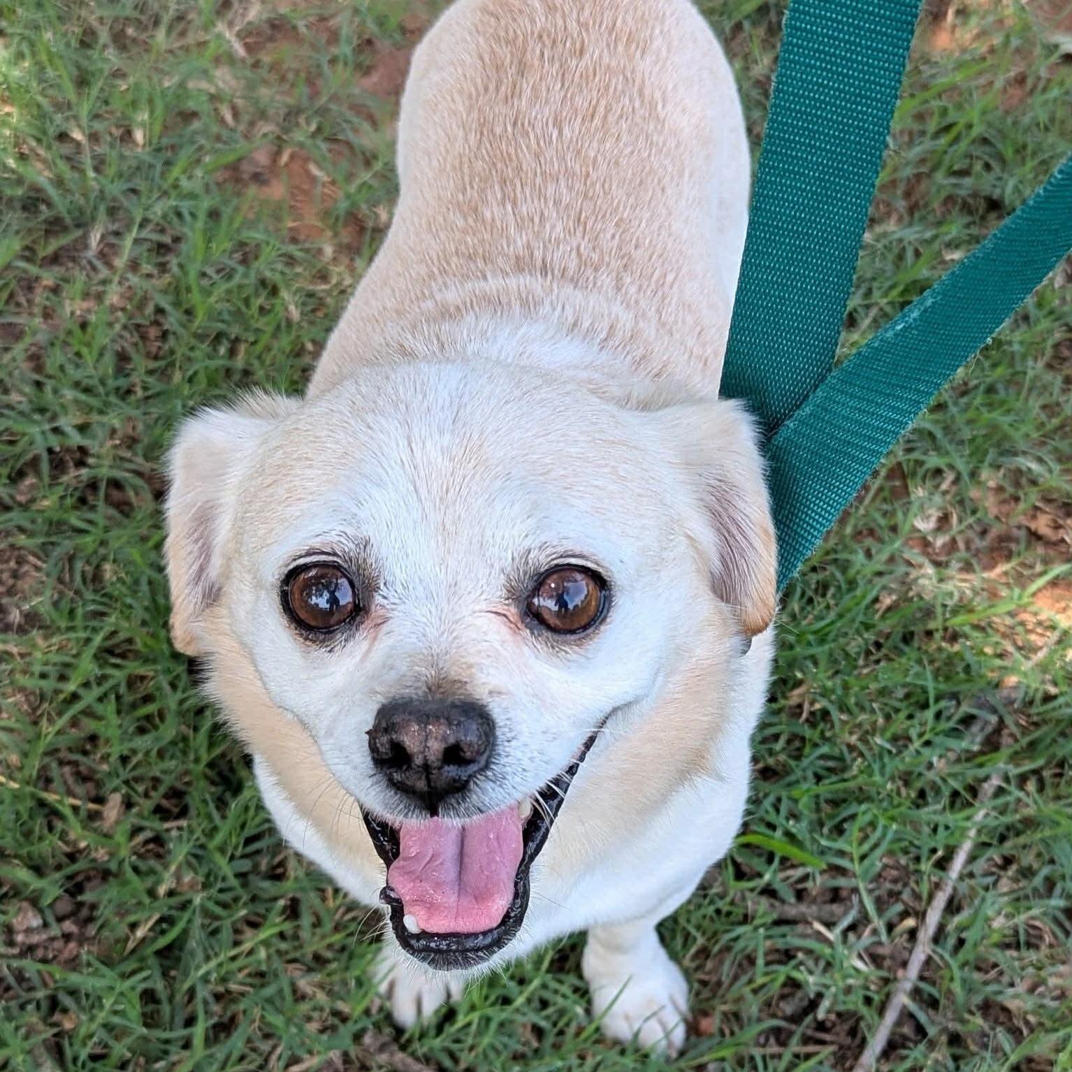 Tanner, adopted, Senior Male Puggle.