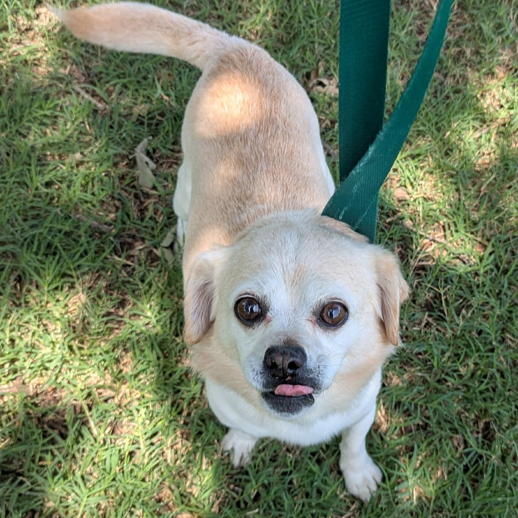 Tanner, an adopted mixed breed in Pelham, NH image 4/6